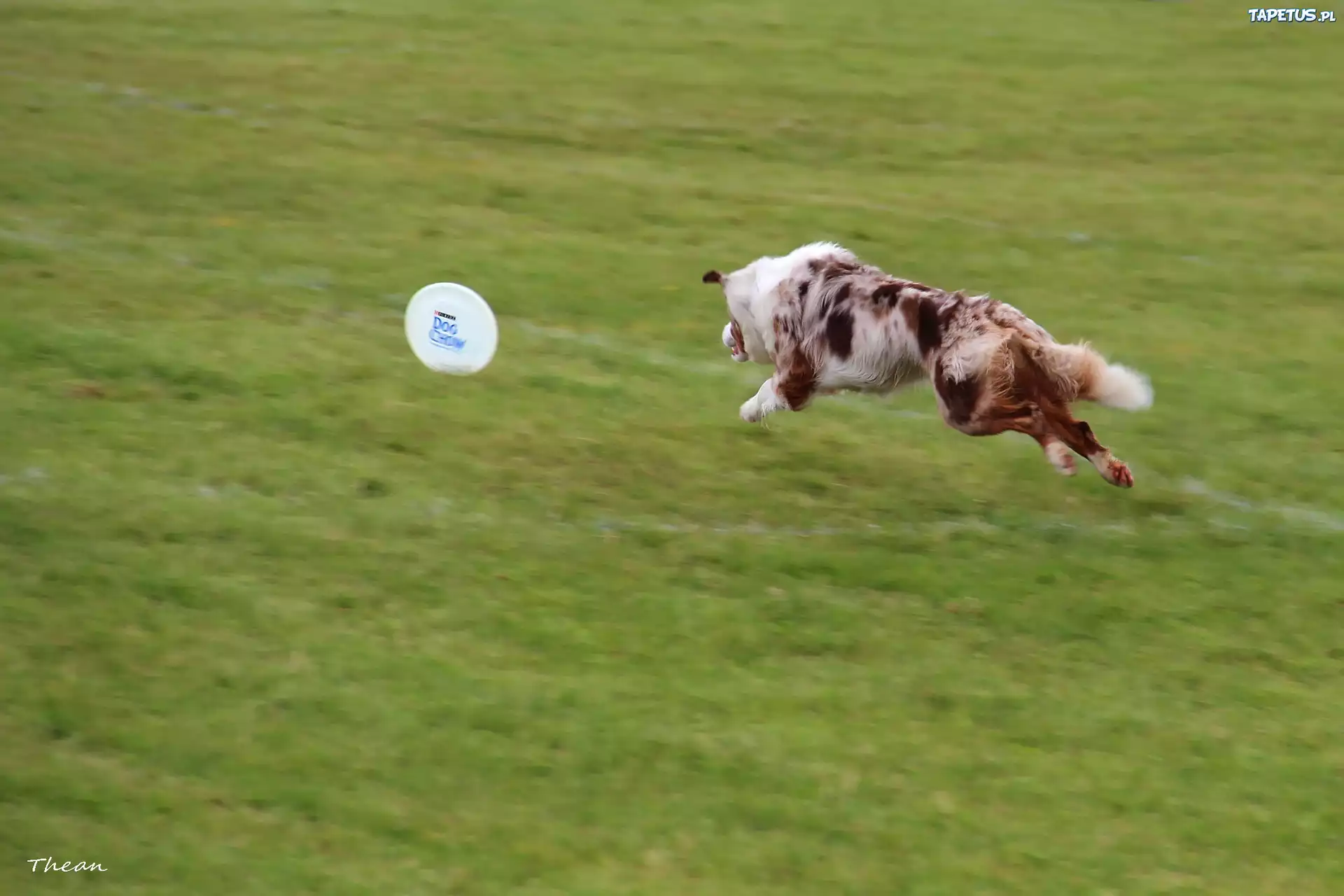 Border Collie, Frisbee