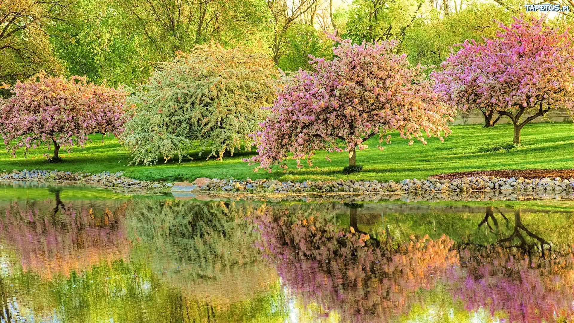Kwitnące, Drzewka, Rzeka, Park