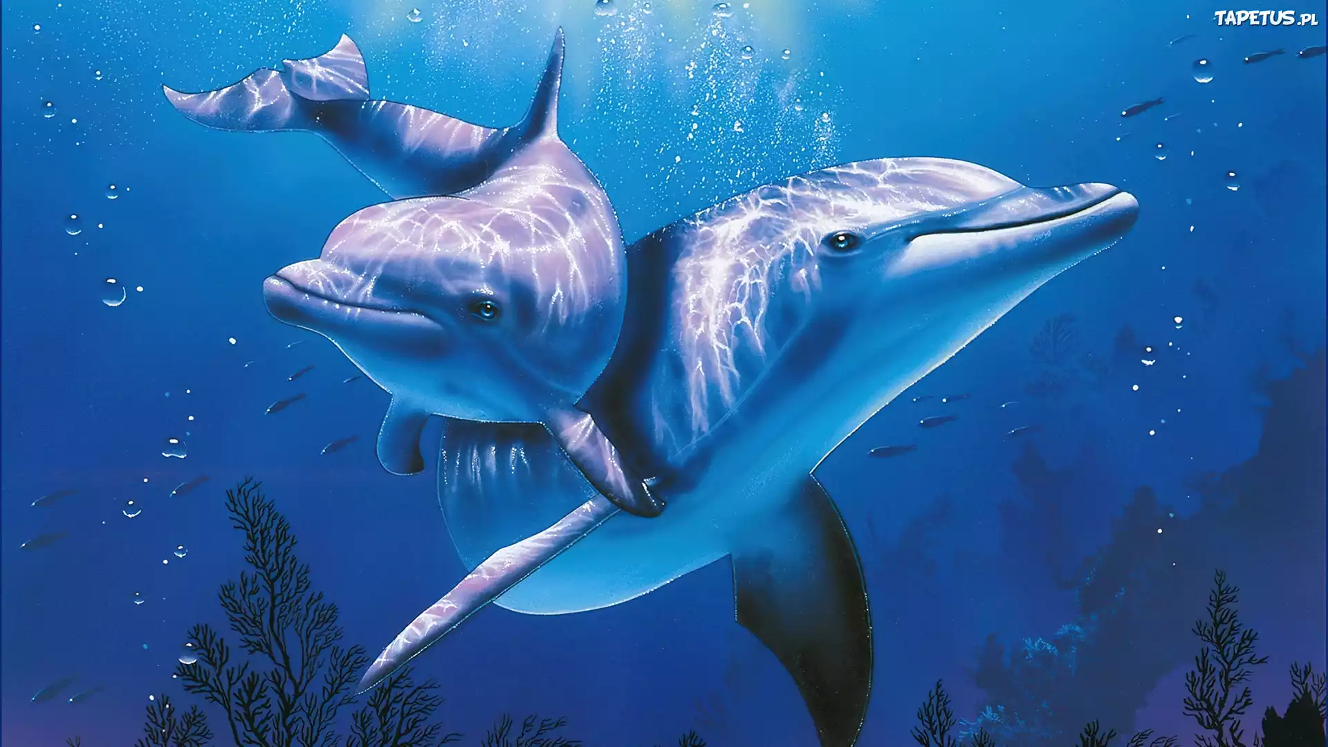 Woda, Delfiny