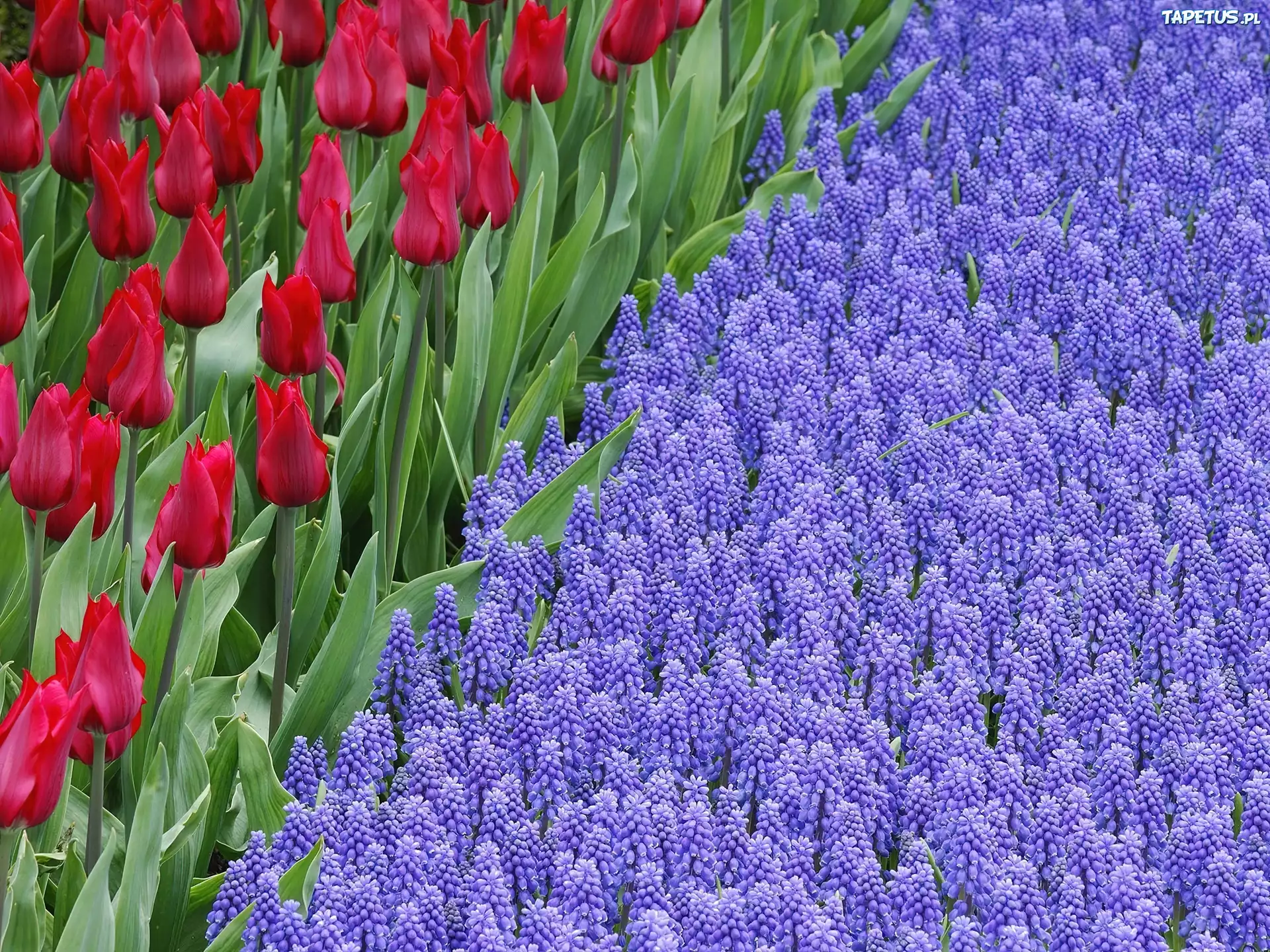 Piękne, Kwiaty, Czerwone, Tulipany, Szafirki