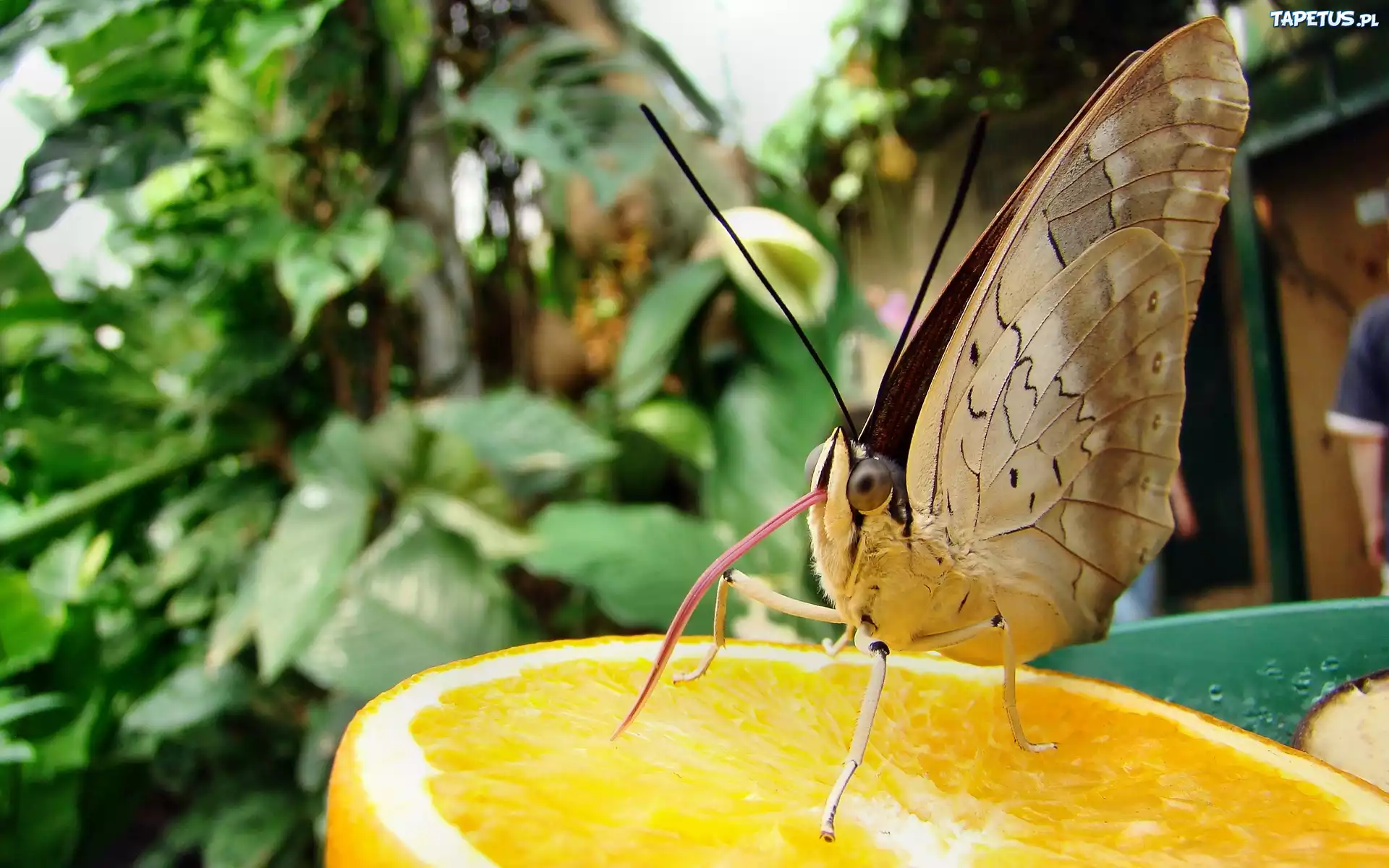 Motyl, Język, Pomarańcza