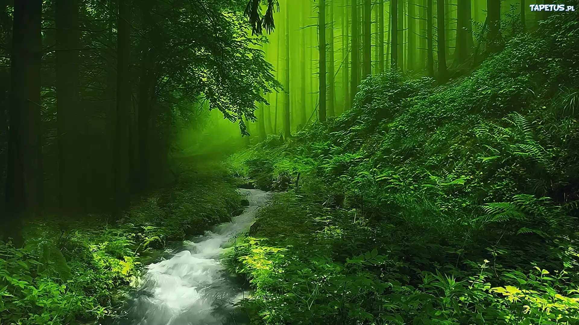 Хвойный лес с зеленой травой загрузить