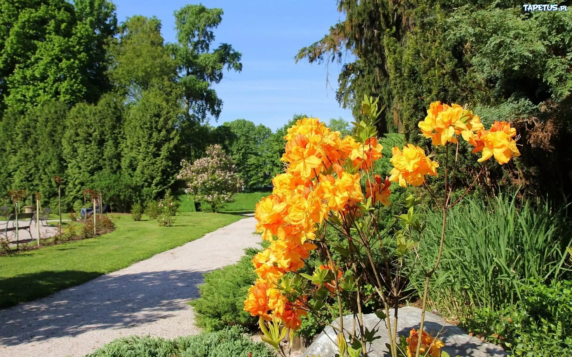 Park, Latem, Pomarańczowe, Kwiaty