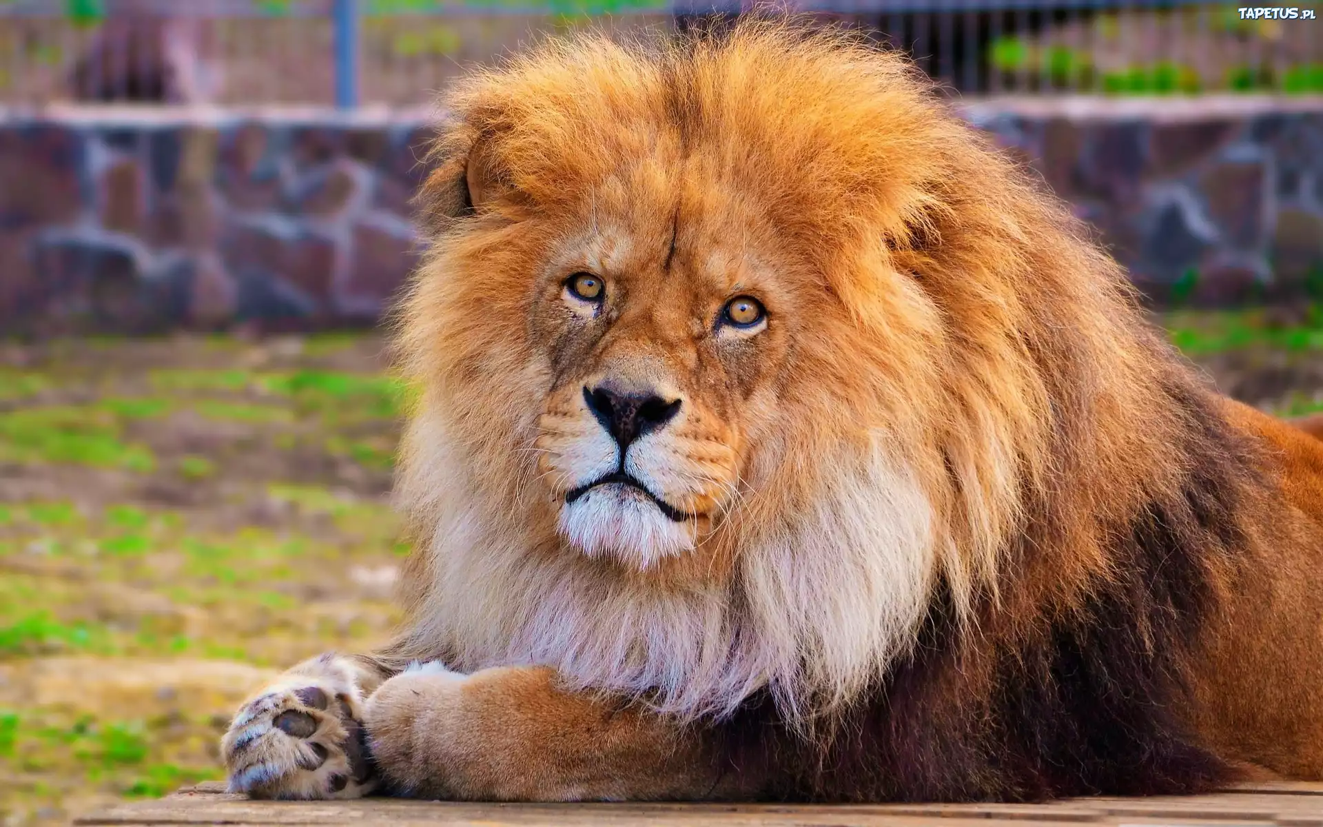 Lew, Grzywa, Zoo
