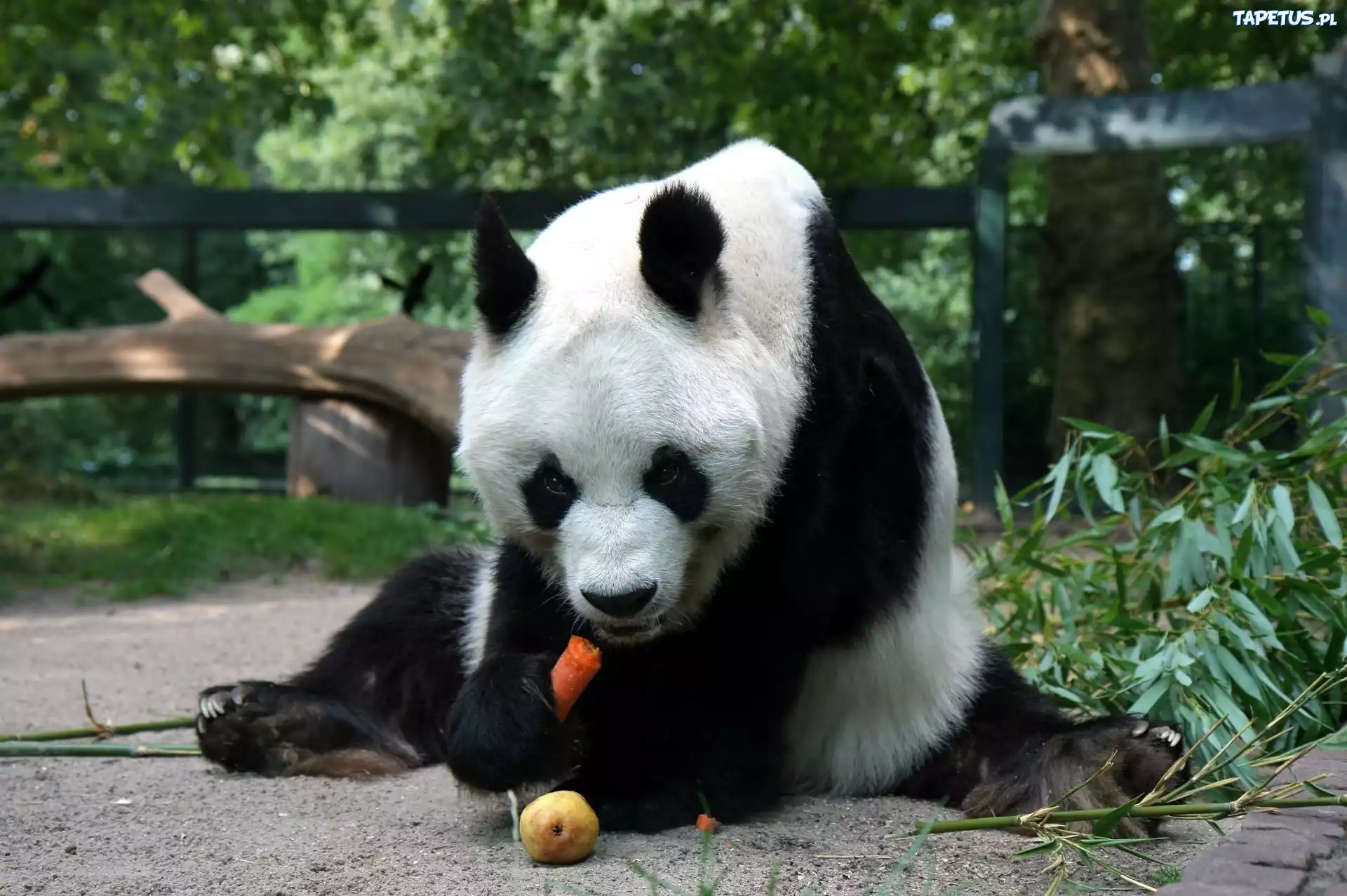 Głodny, Miś, Panda, Marchewka