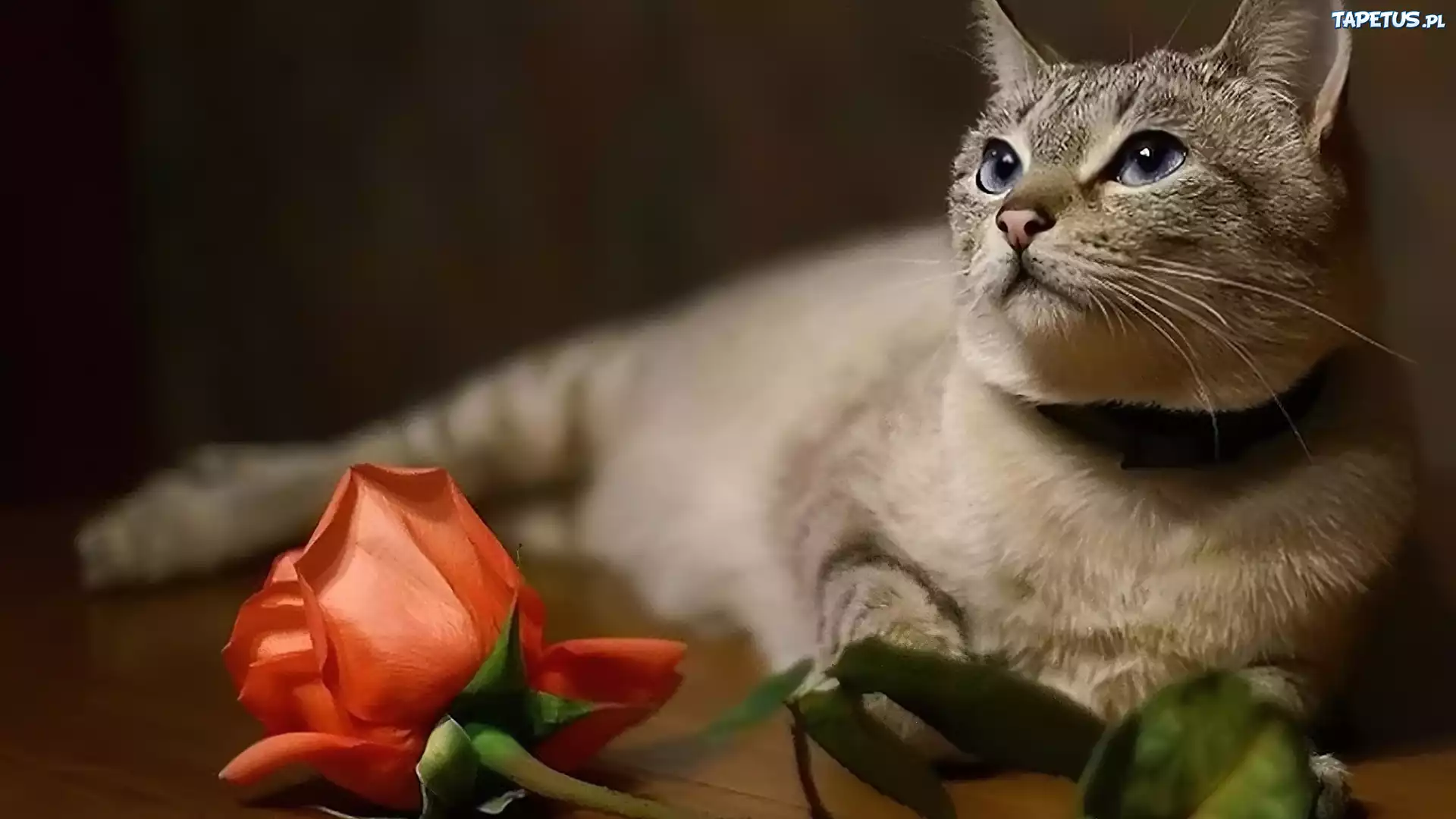 упитанный кот розы ваза загрузить