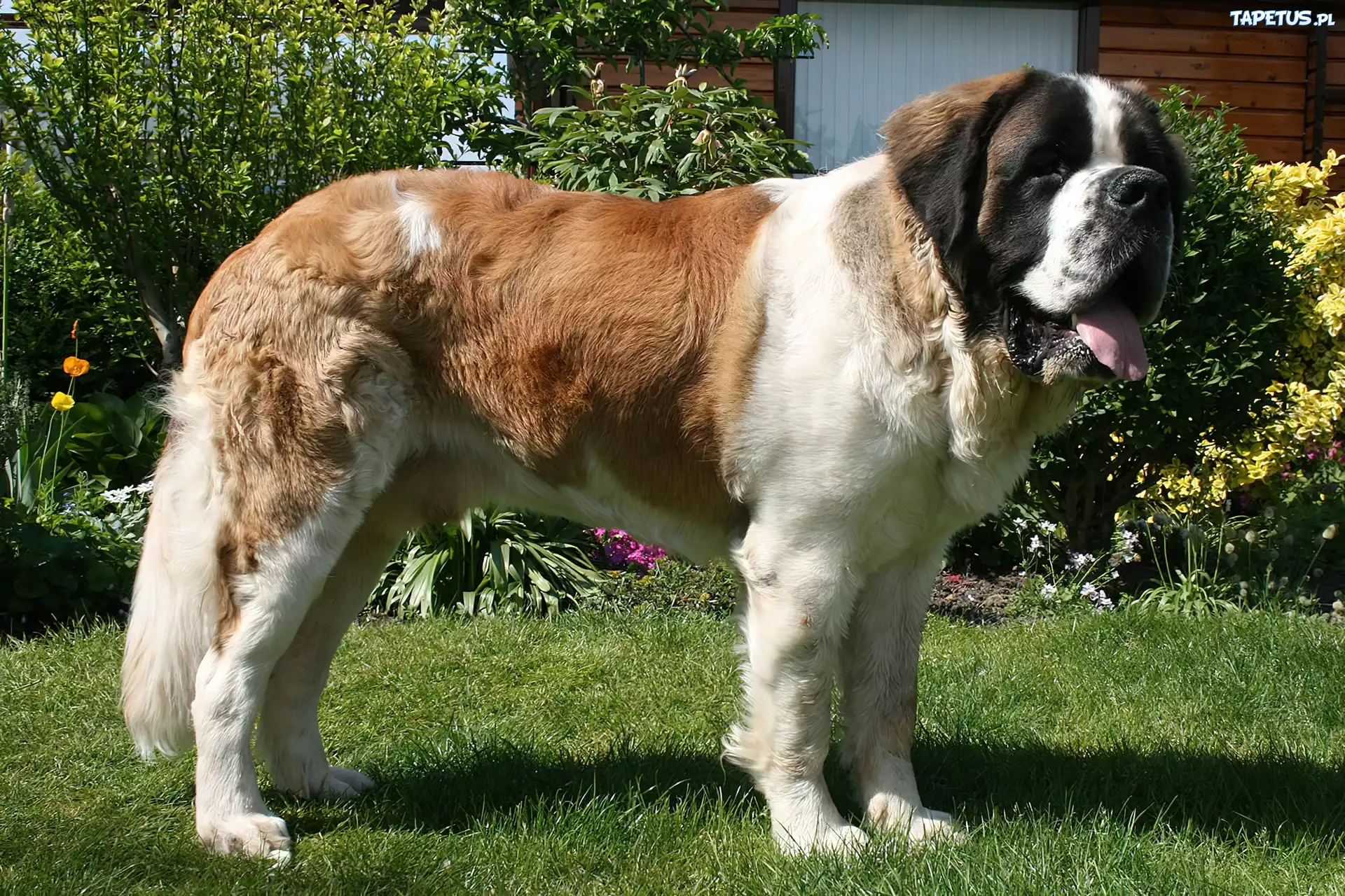 Bernardyn, Ogród