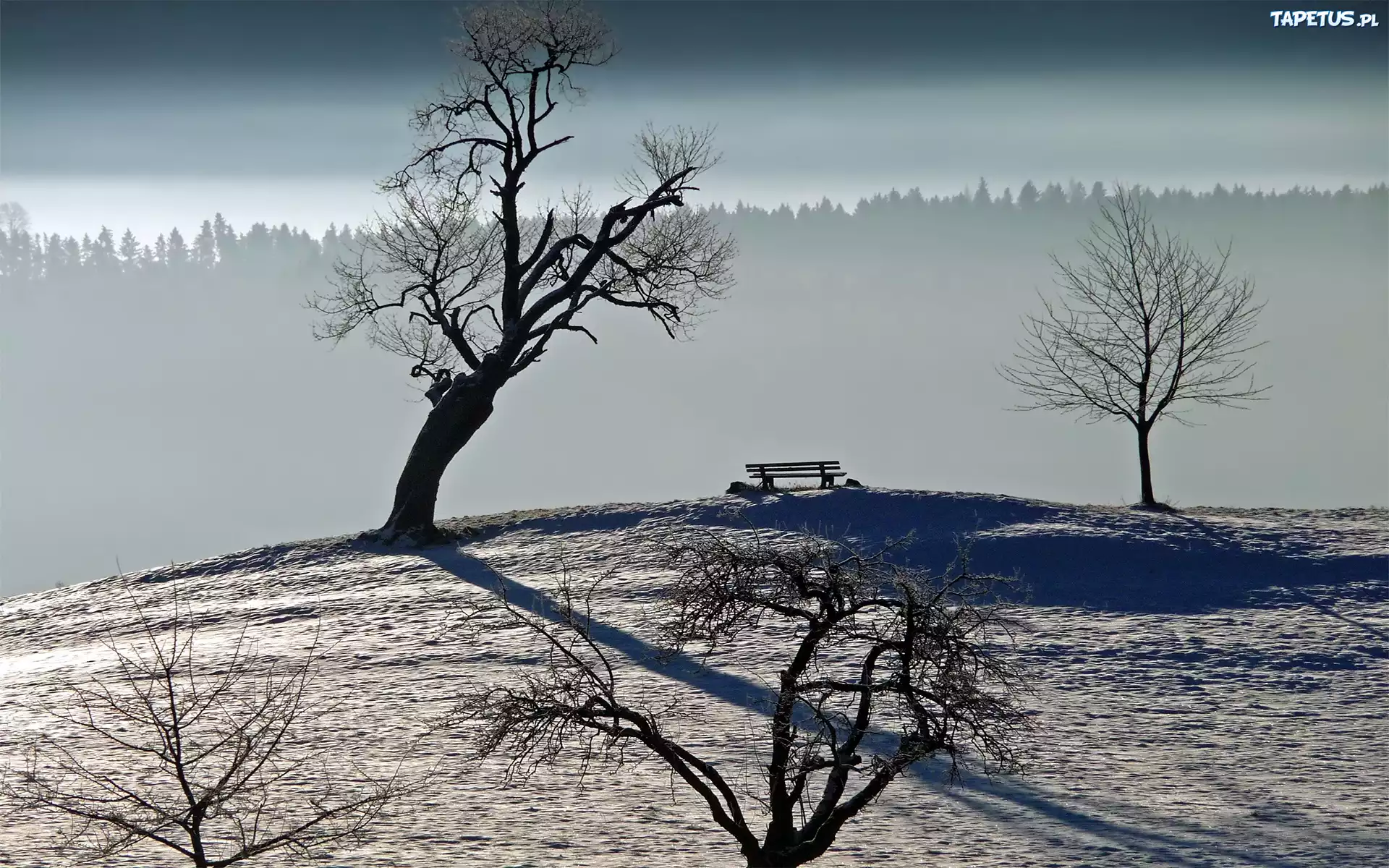 Suche, Drzewa, Śnieg, Ławeczka