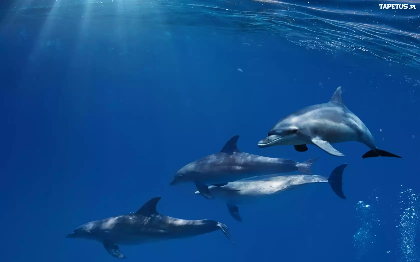 Trzy, Delfiny