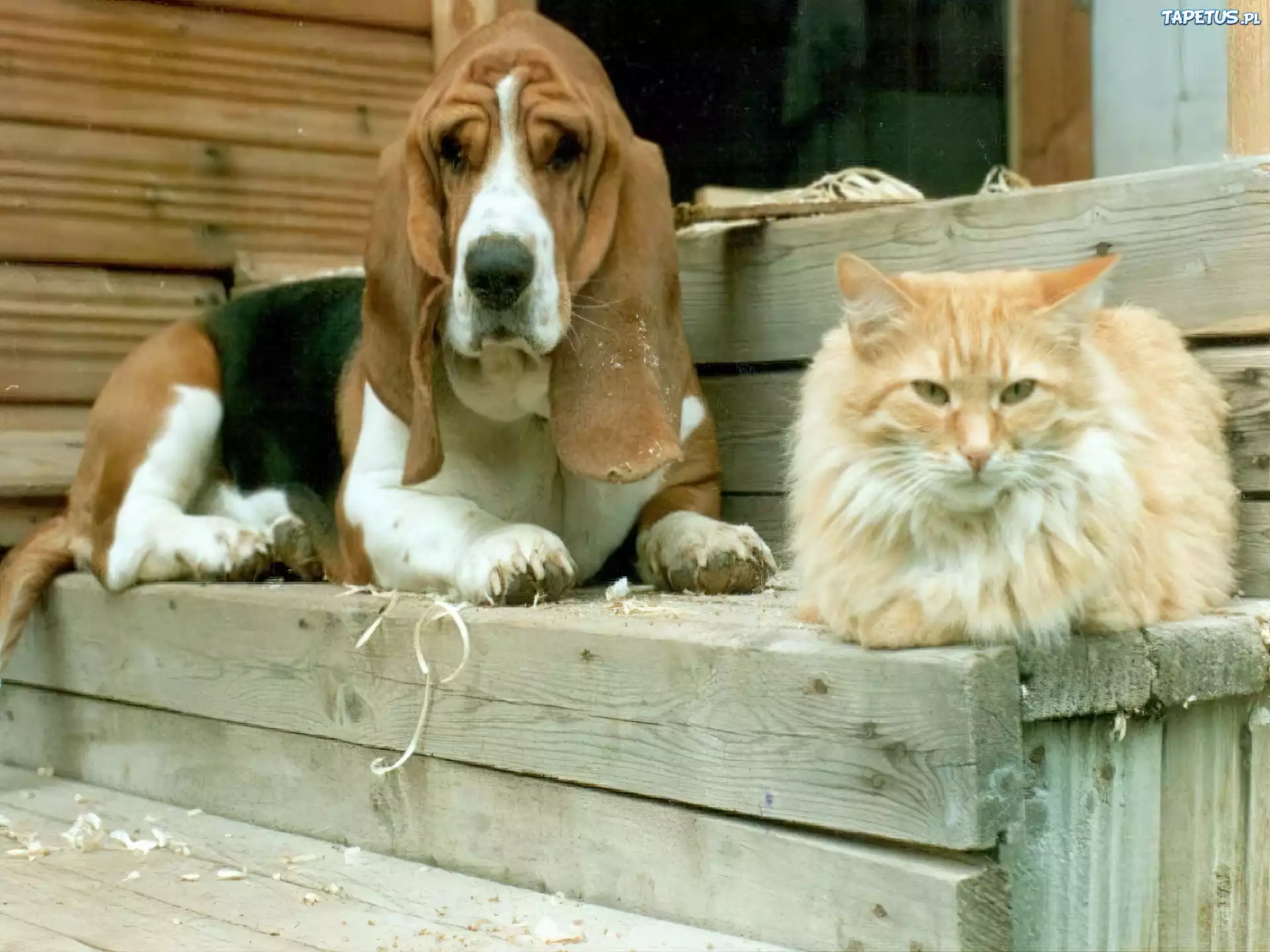 Кошки гоняют собак. Бассет хаунд. Бассет хаунд с кошкой. Кот и собака. Собака на даче.