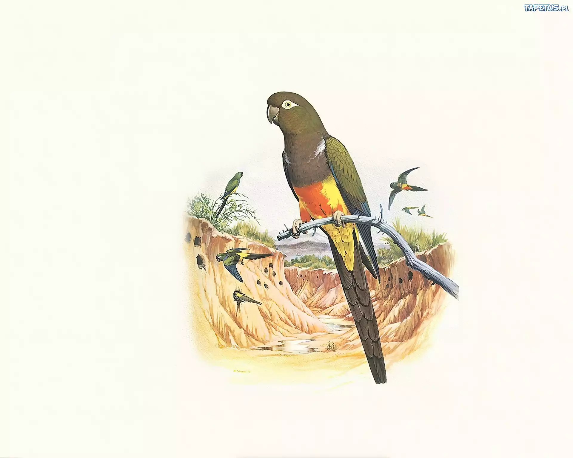 Brązowe, Papugi, Gałązka, Edward Lear