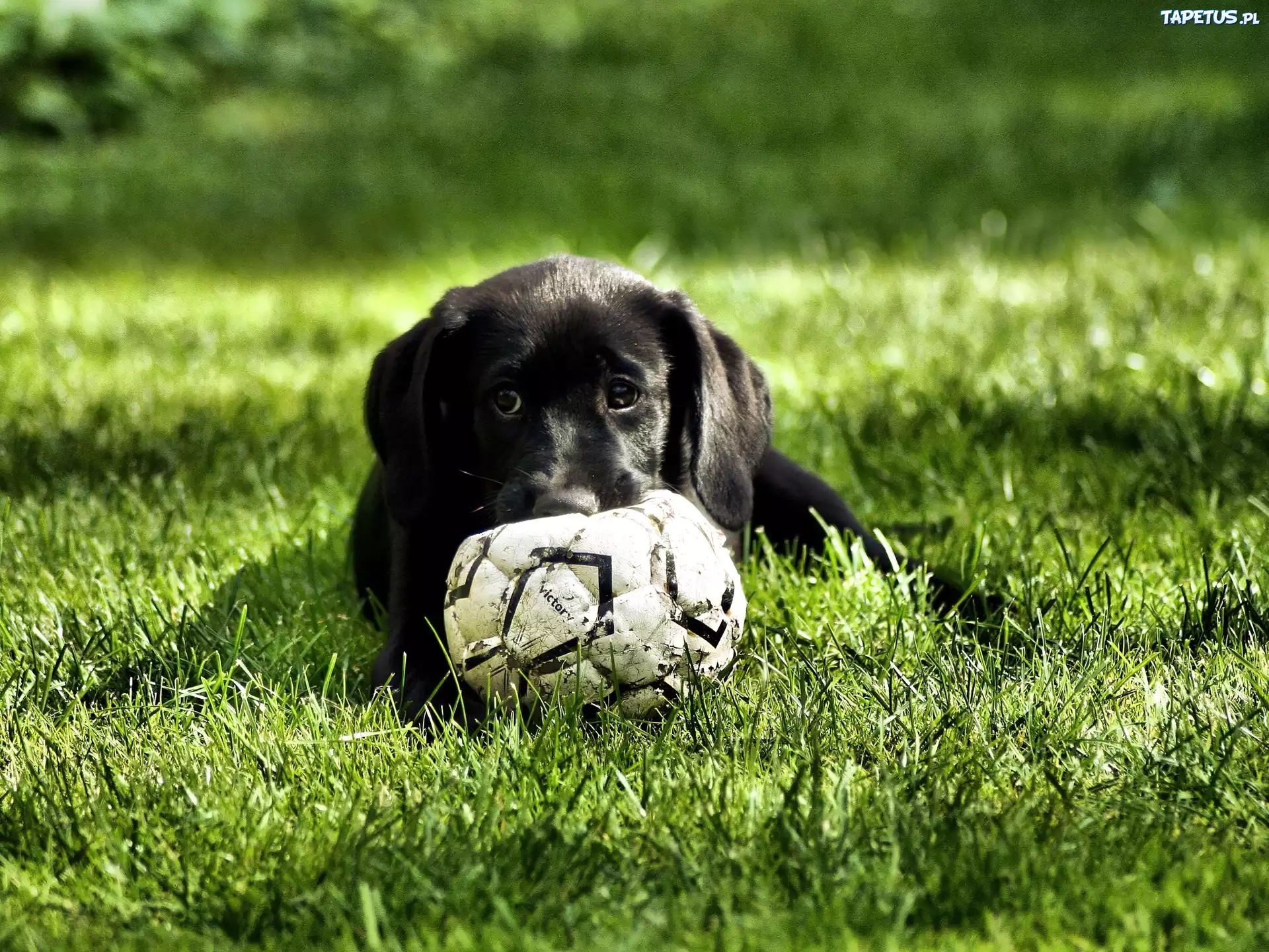 Czarny, Labrador Retriever, Szczeniak, Piłka