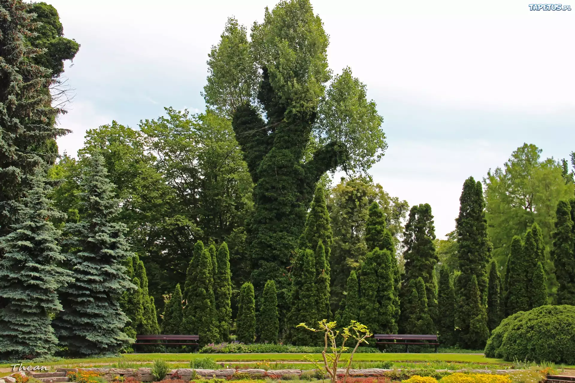 Drzewa, Ogród, Botaniczny, Poznań