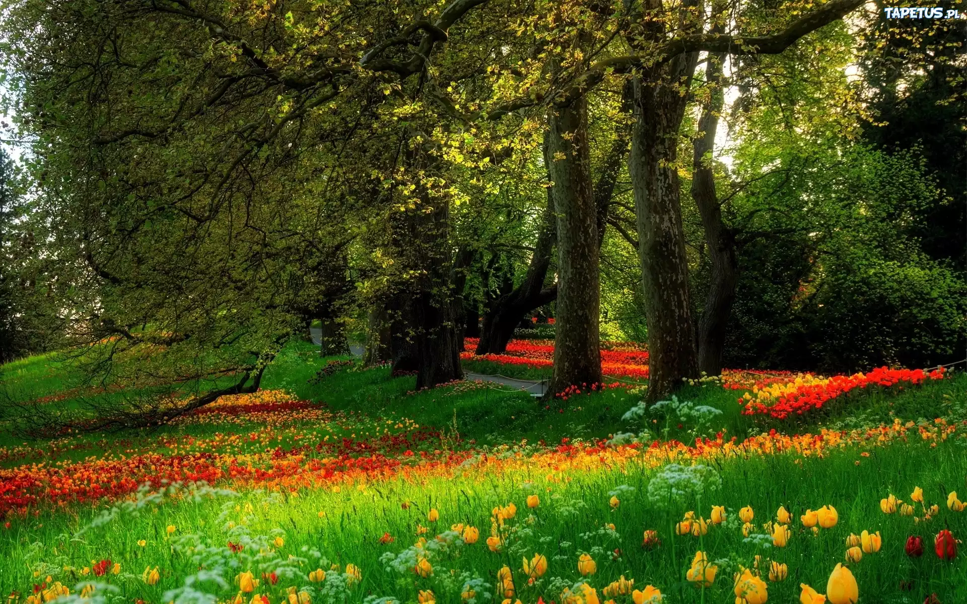 Park, Drzewa, Tulipany