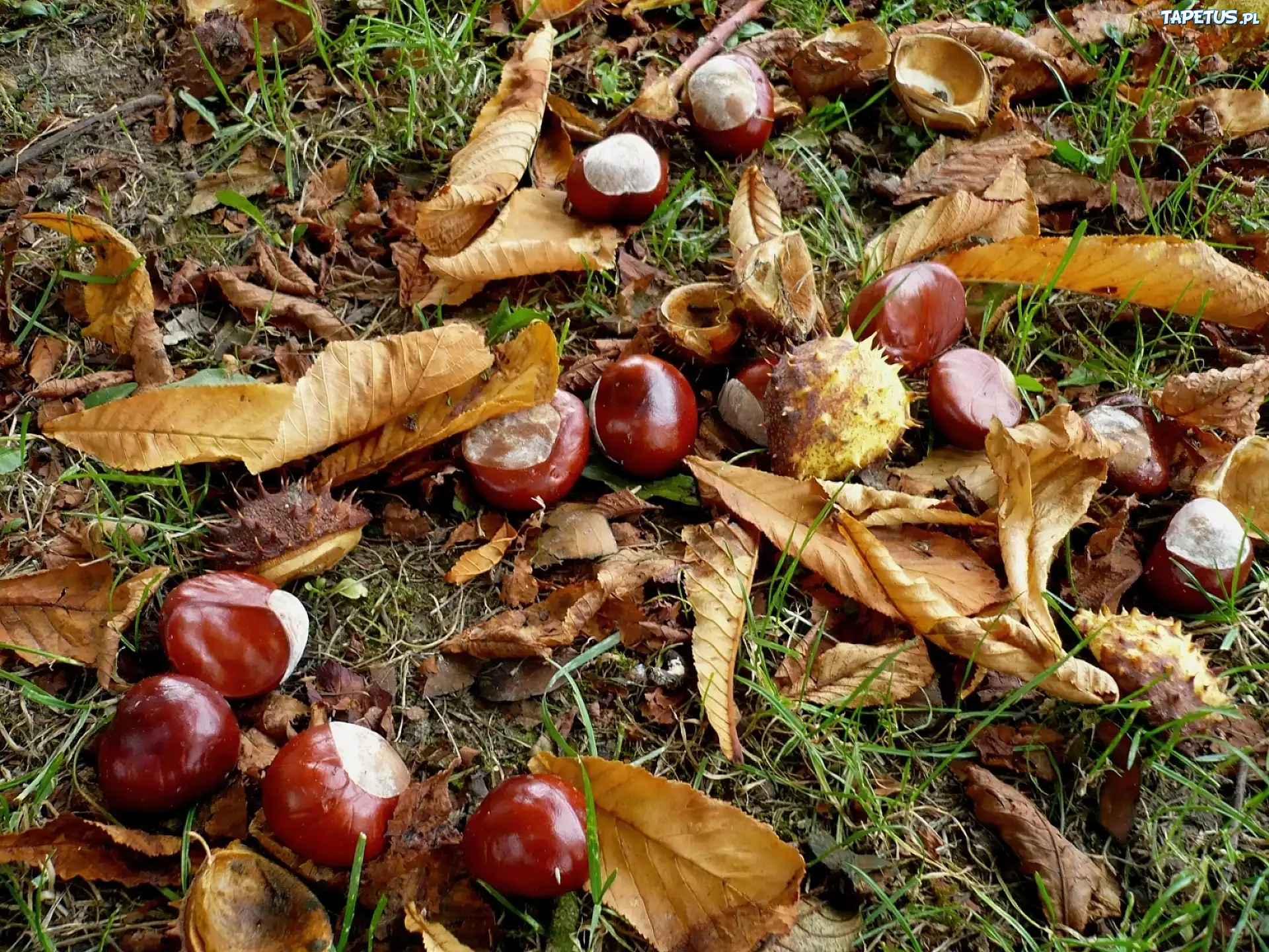 Kasztany, Jesień
