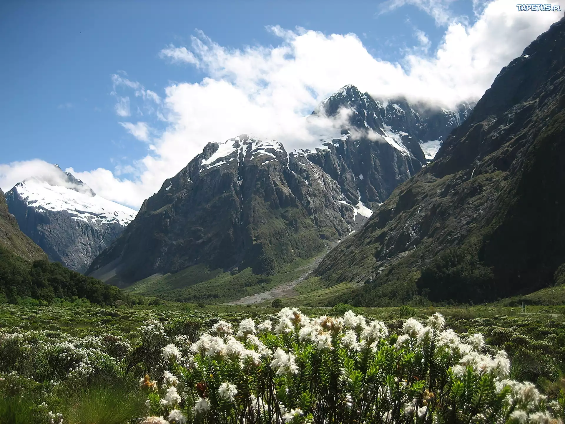 Góry, Kwiatki, Narodowy Park, Fiordland, Nowa Zelandia