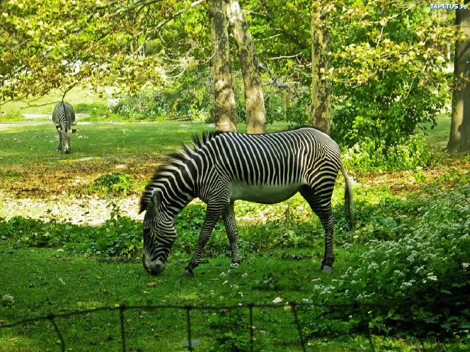 Zebry, Łąka, Drzewa