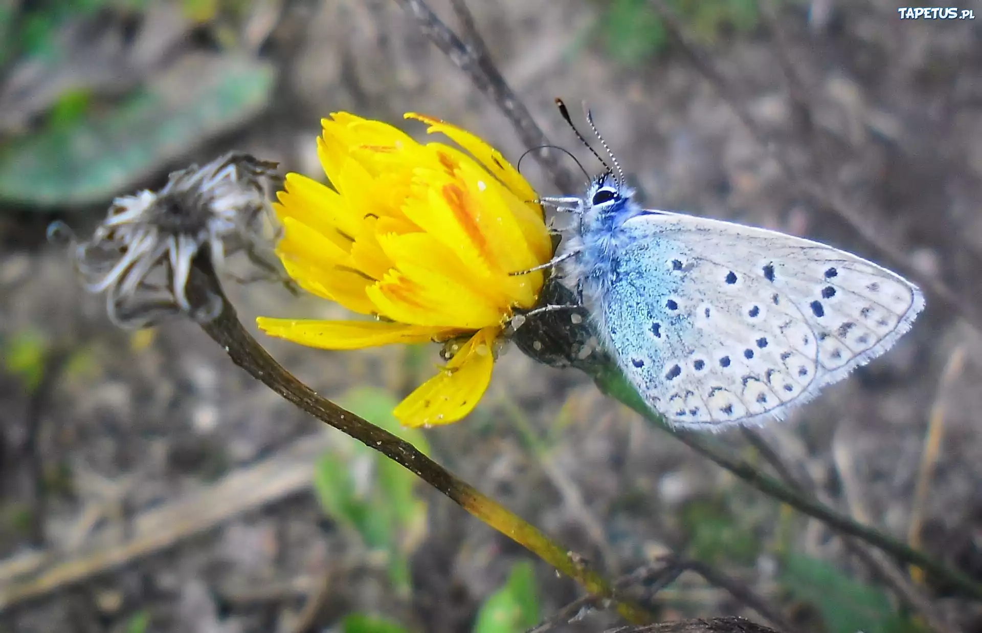 Motyl, Kwiat