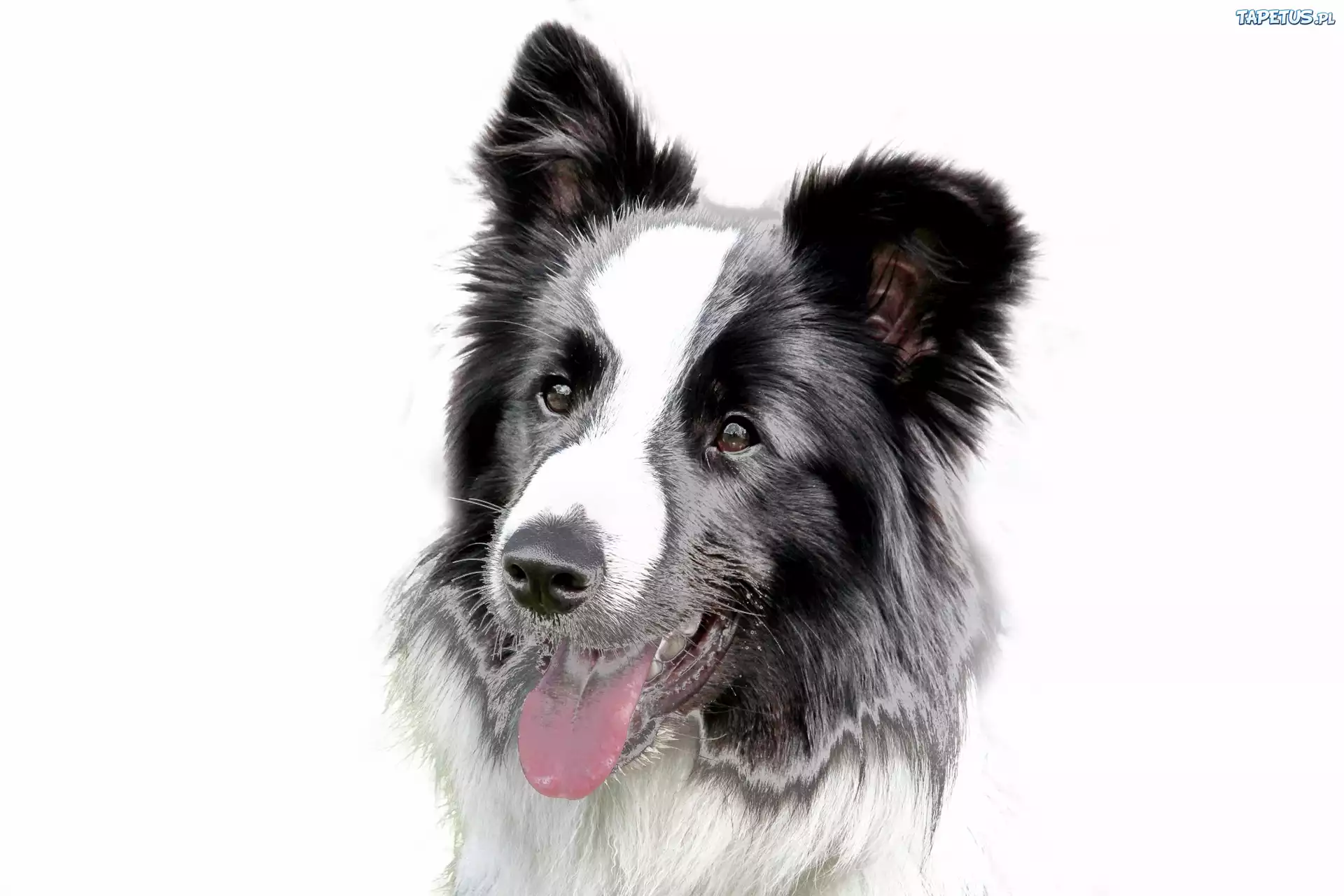 Pies, Border Collie