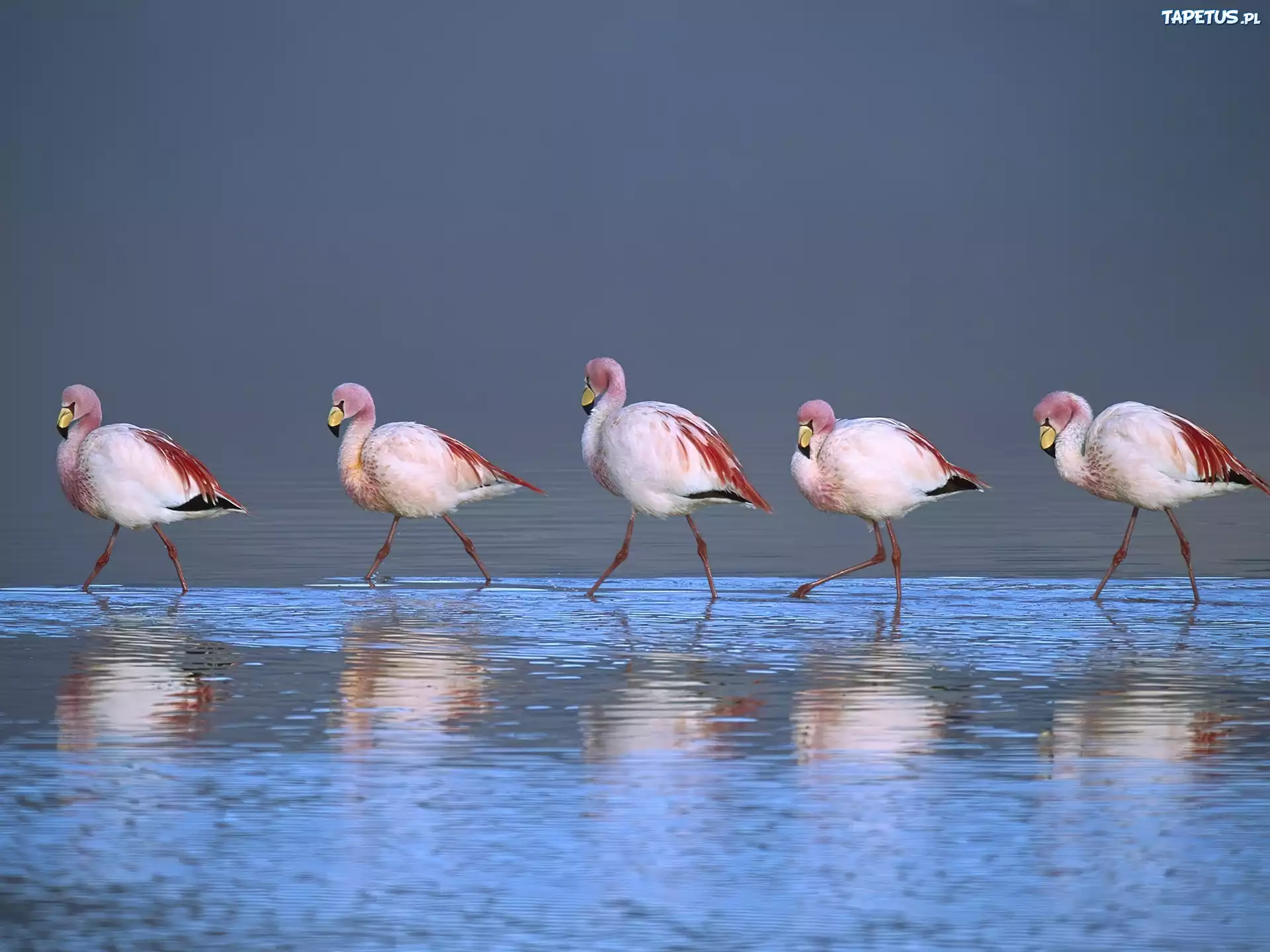 Flamingi, Brodzące, Laguna, Boliwia
