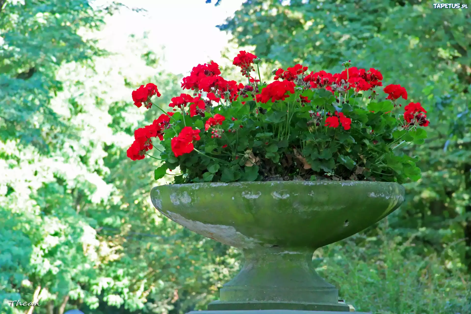 Pelargonie, Kamienna, Donica