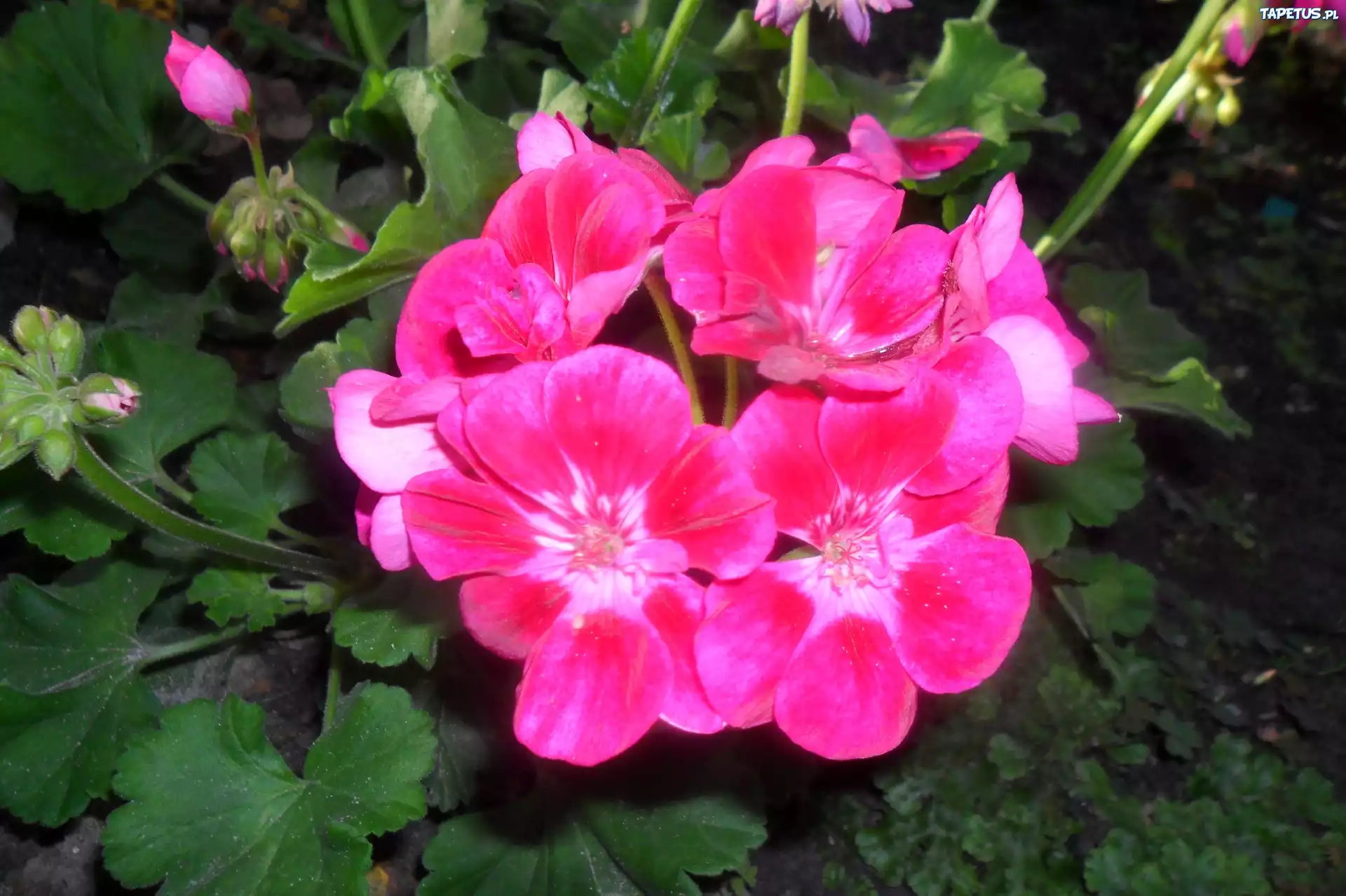 Różowa, Pelargonia