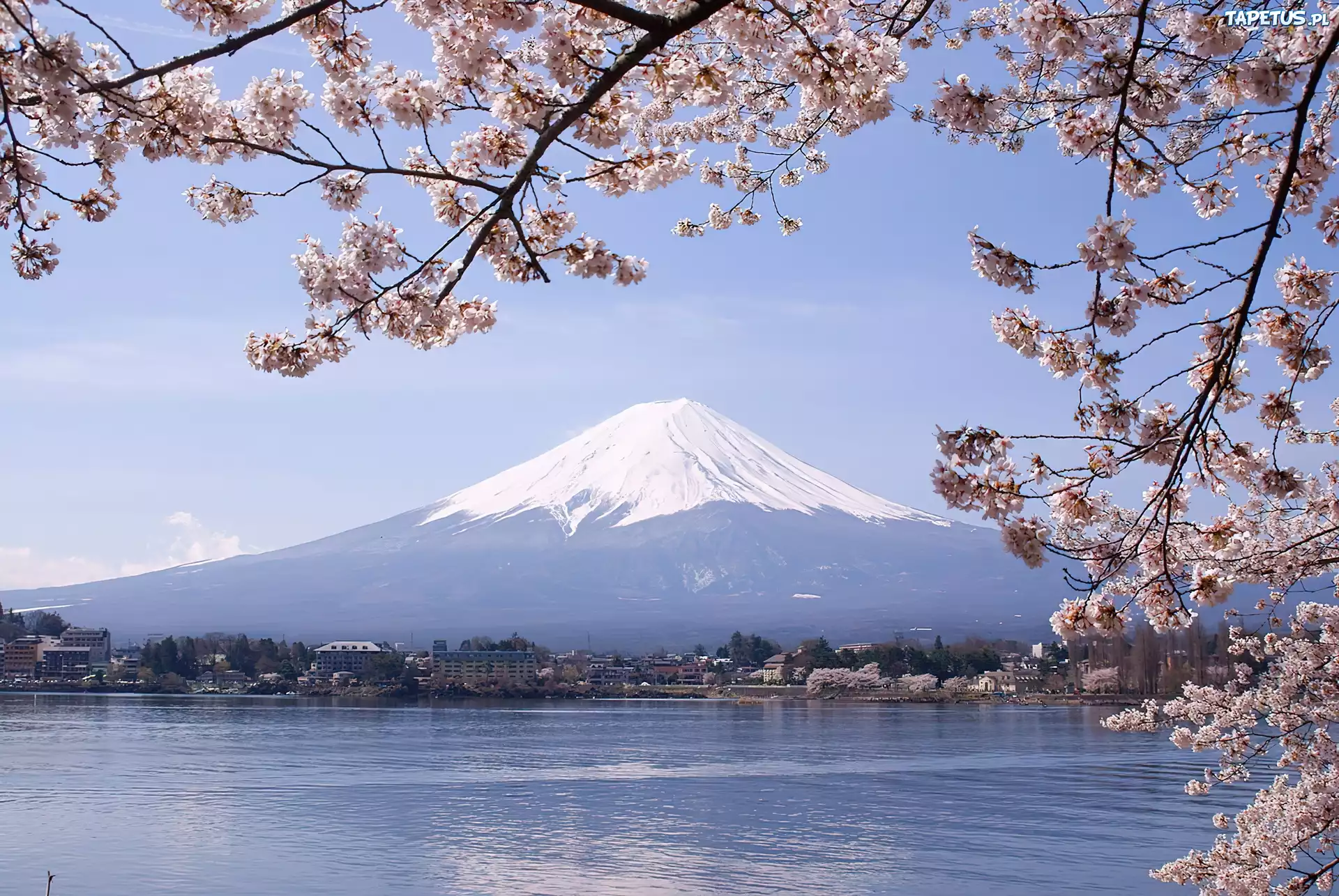 Jezioro, Kwitnące, Gałązki, Góra, Fuji, Japonia