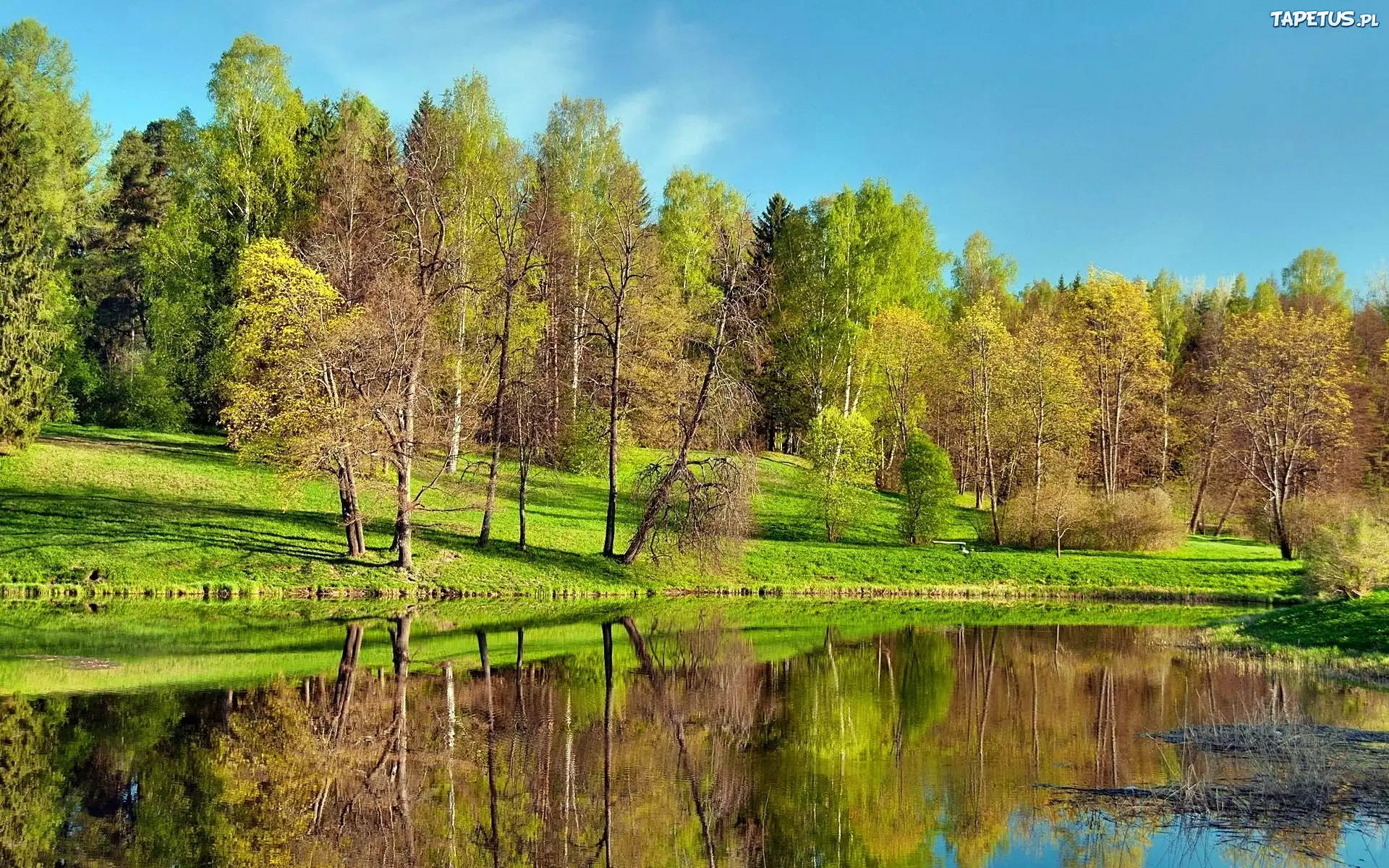 Park, Zieleń, Staw