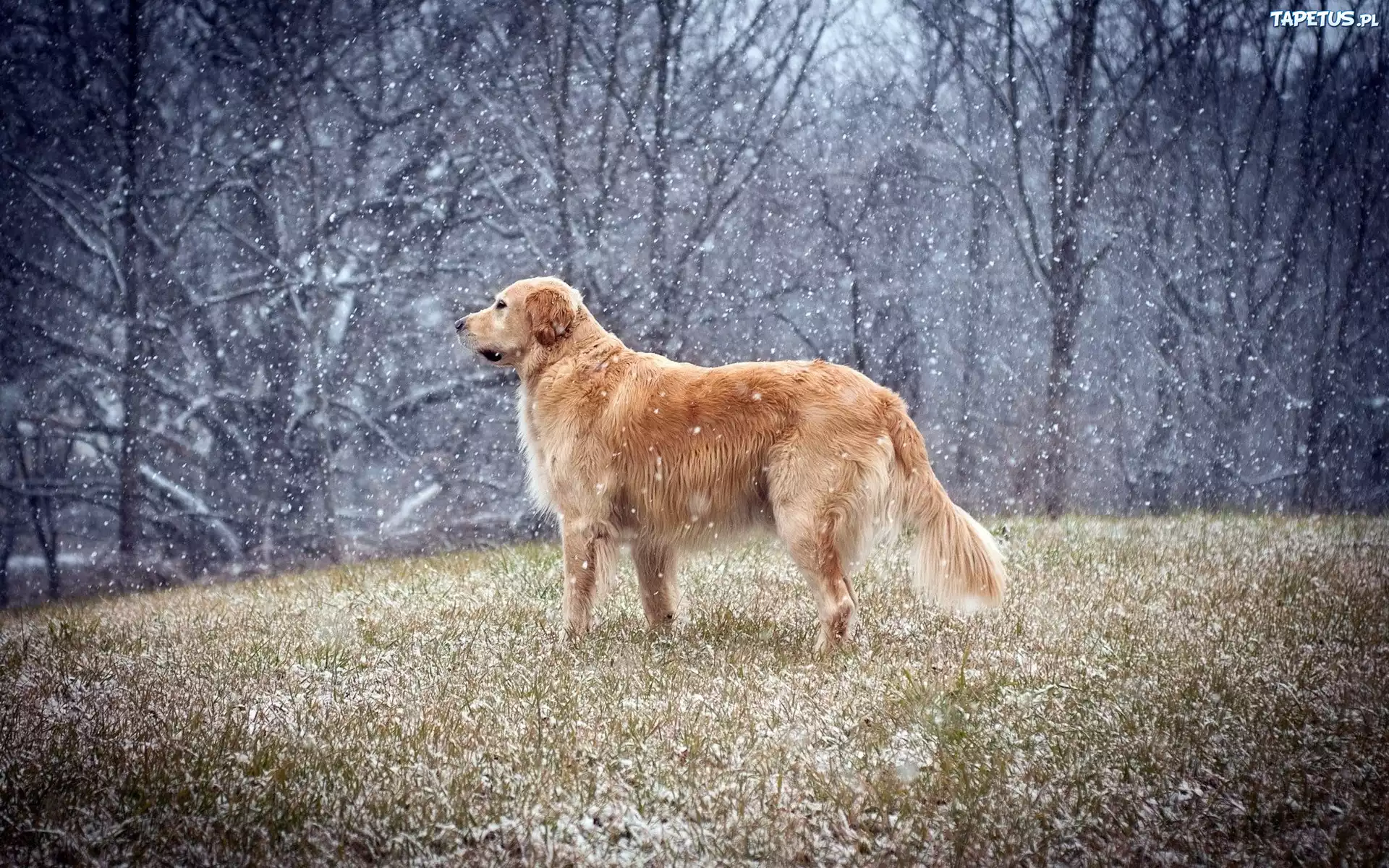 Początek, Zimy, Golden retriever