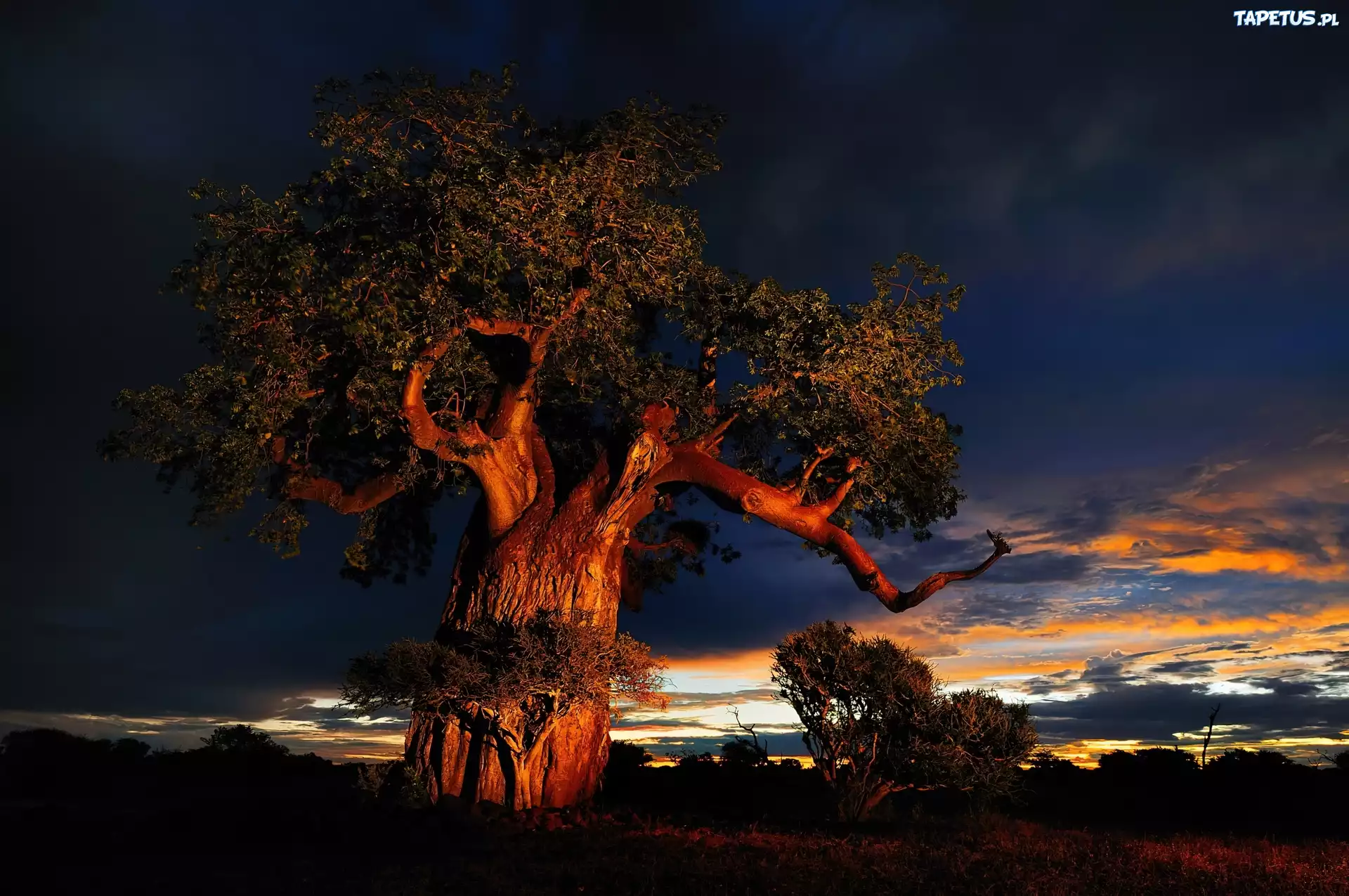 Baobab, Chmury, Zachód Słońca