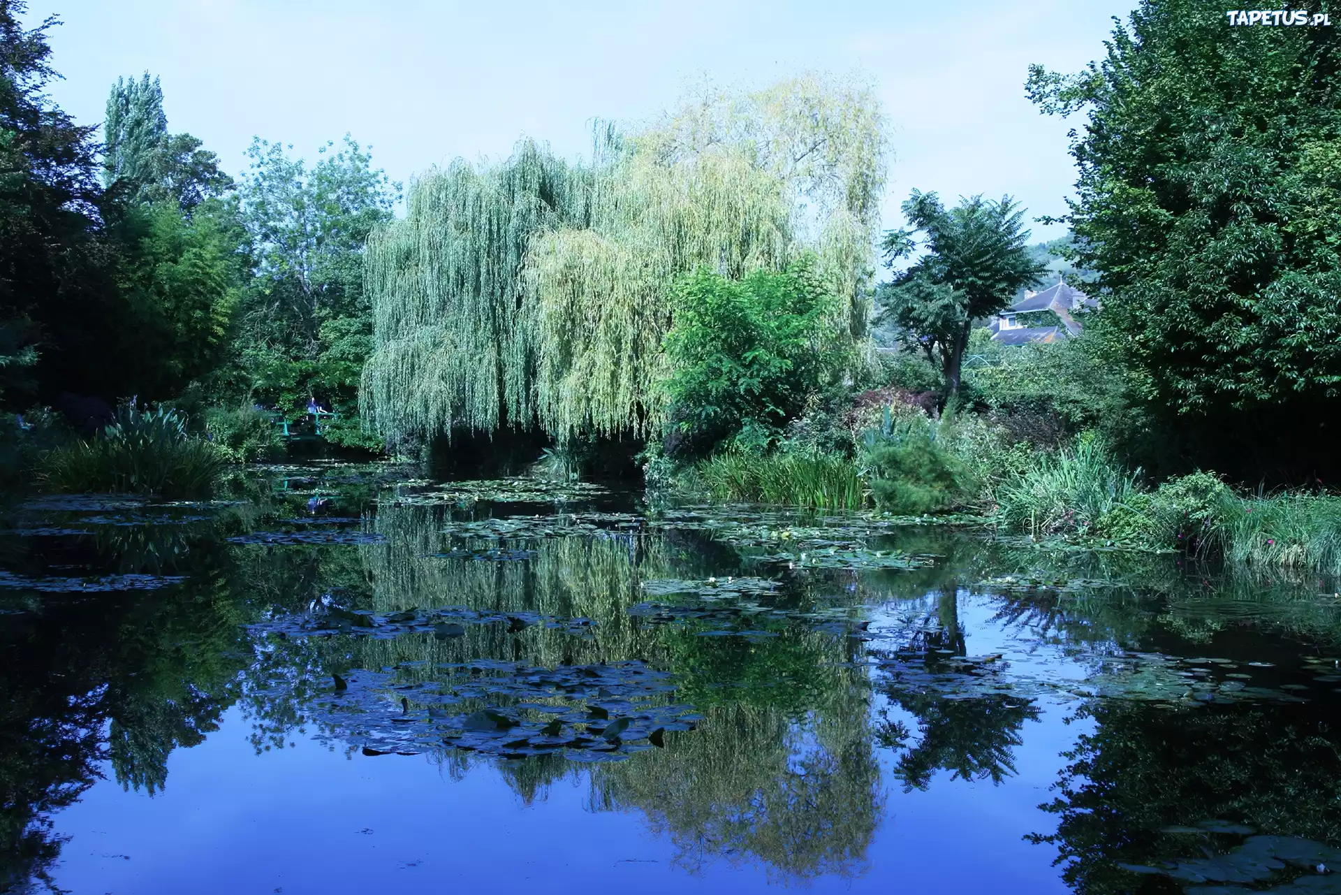 Jezioro, Drzewa, Odbicie