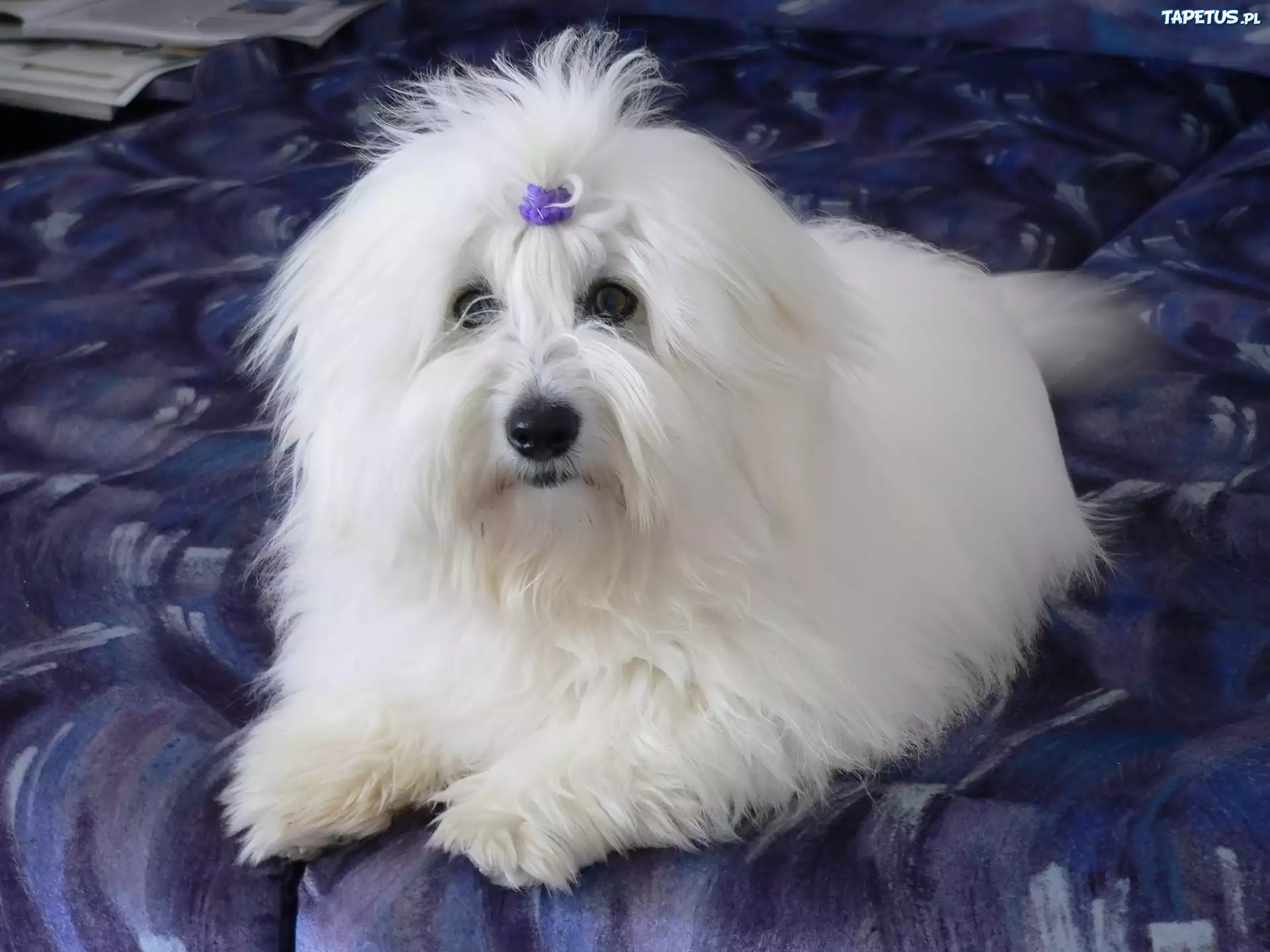 Piesek, Coton de Tulear, Kokardka