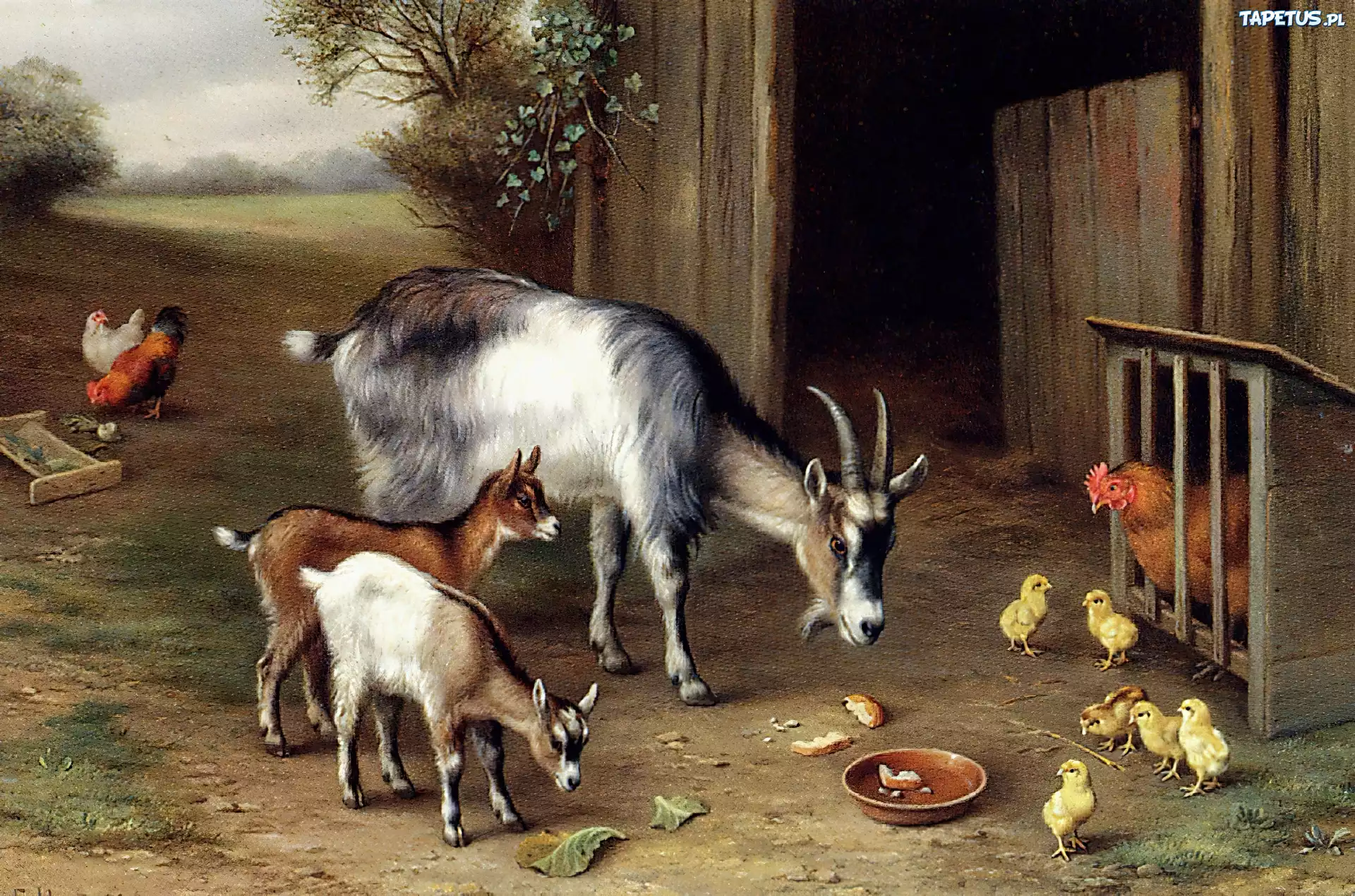 Edgar Hunt, Kozy, Klatka, Kurczaki