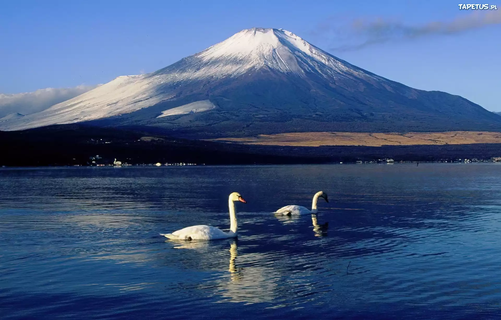 Jezioro, Łabędzie, Góra, Fudżi, Japonia