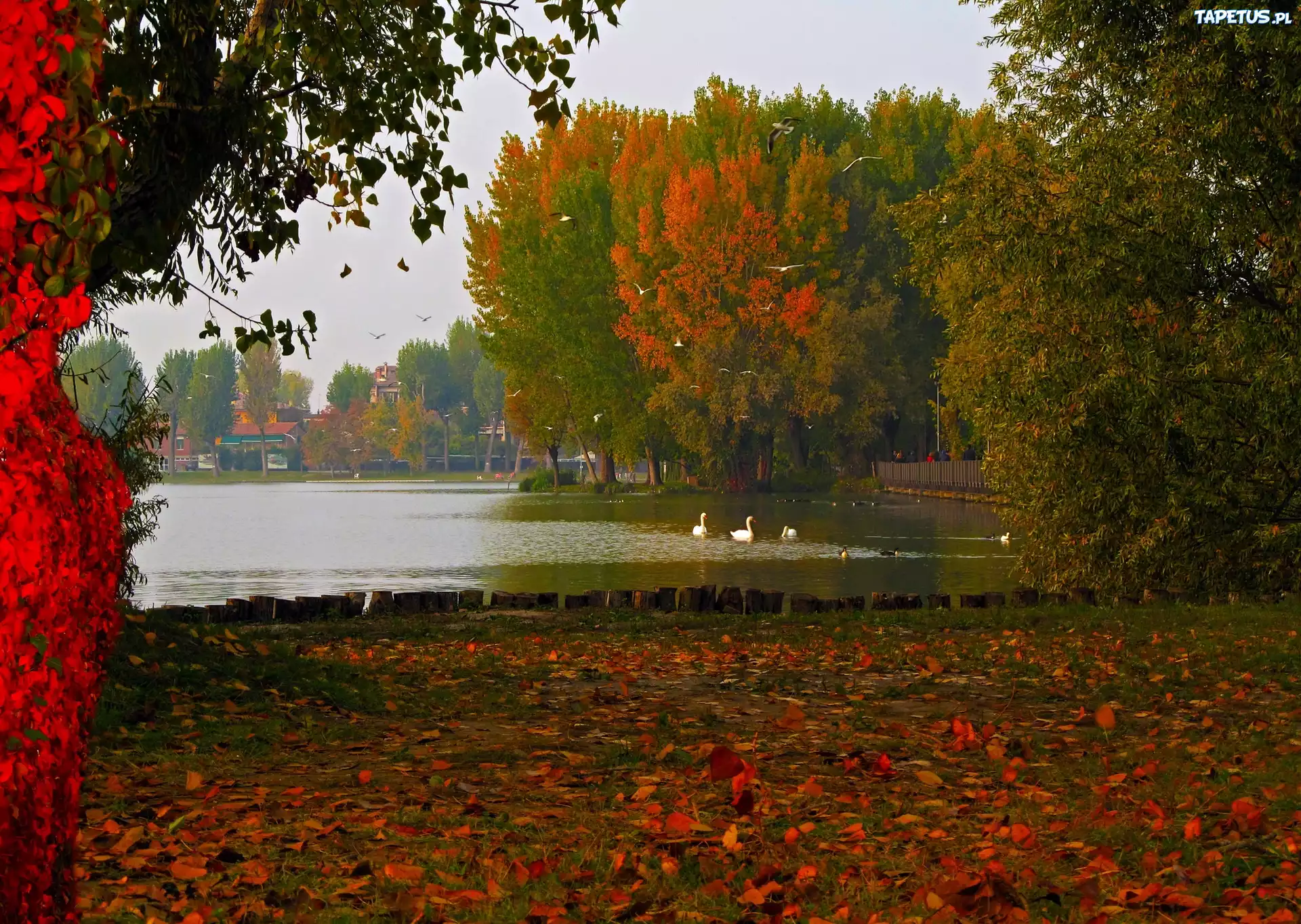 Rzeka, Łabędzie, Kaczki, Drzewa, Jesień