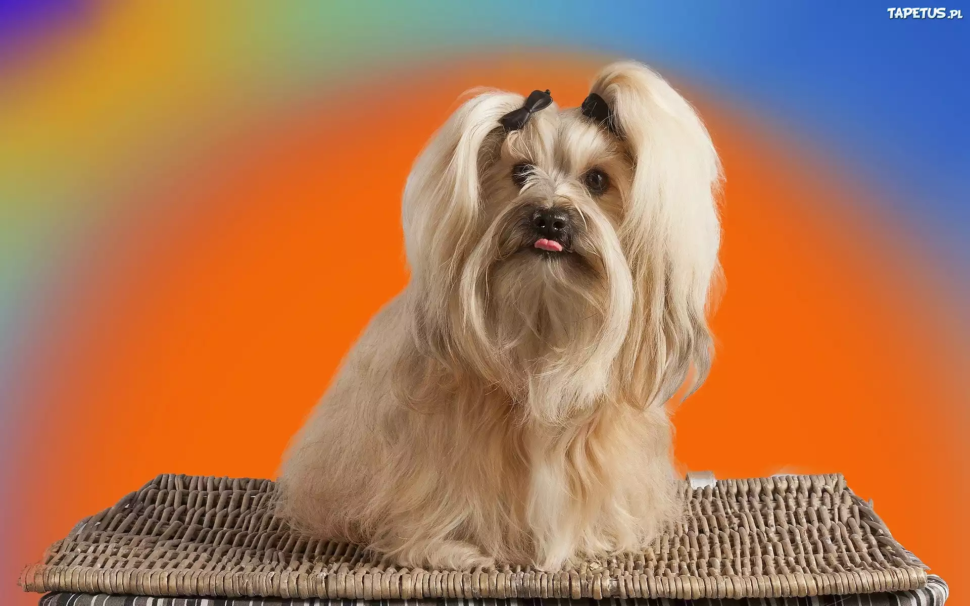 Shih, Tzu, Język, Wiklinowy, Kosz