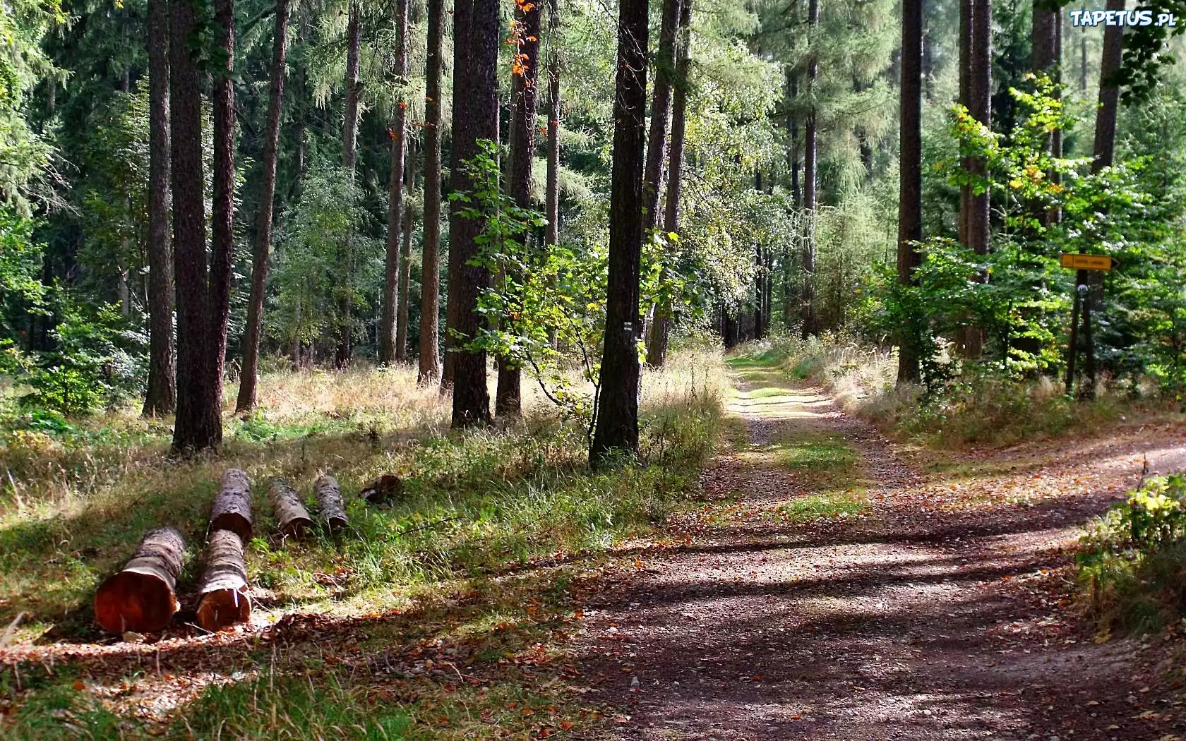 Kłody, Drewna, Lato
