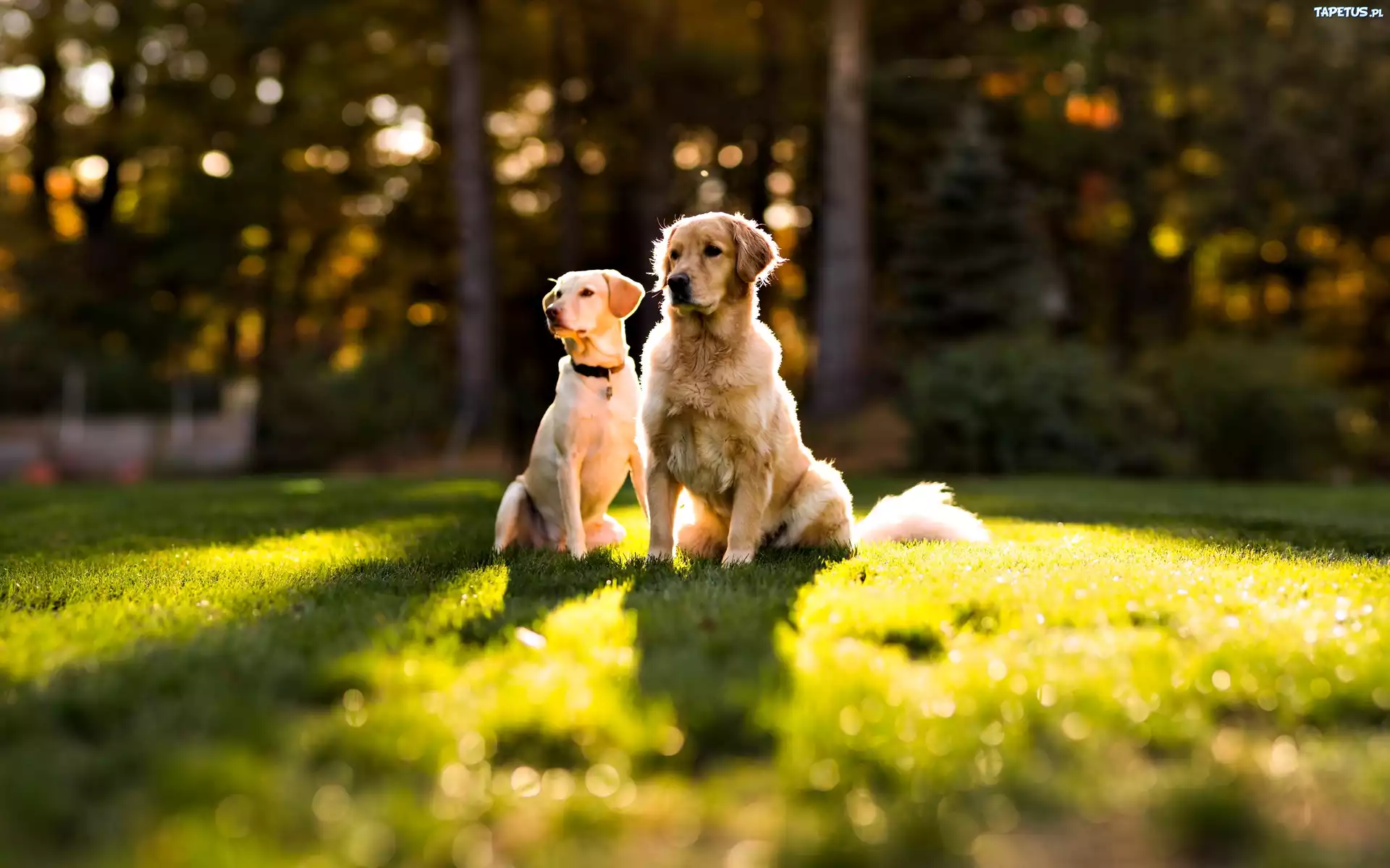 Dwa, Golden, Retrievery