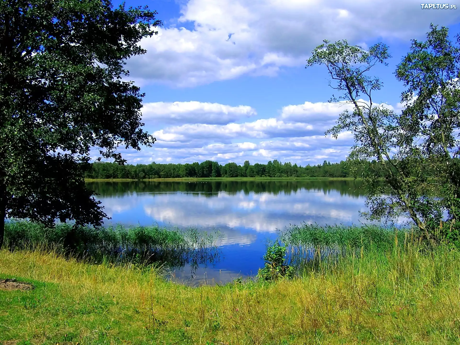 Jezioro, Drzewa, Las, Chmury, Odbicie