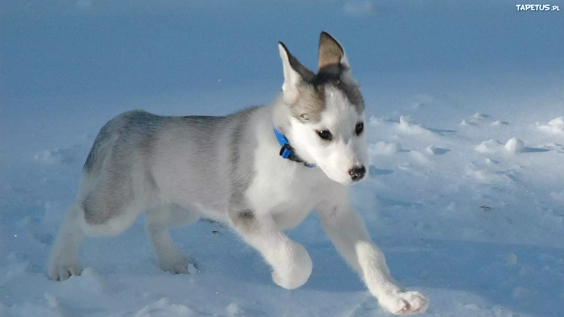 Piesek, Szczeniak, Śnieg, Siberian Husky