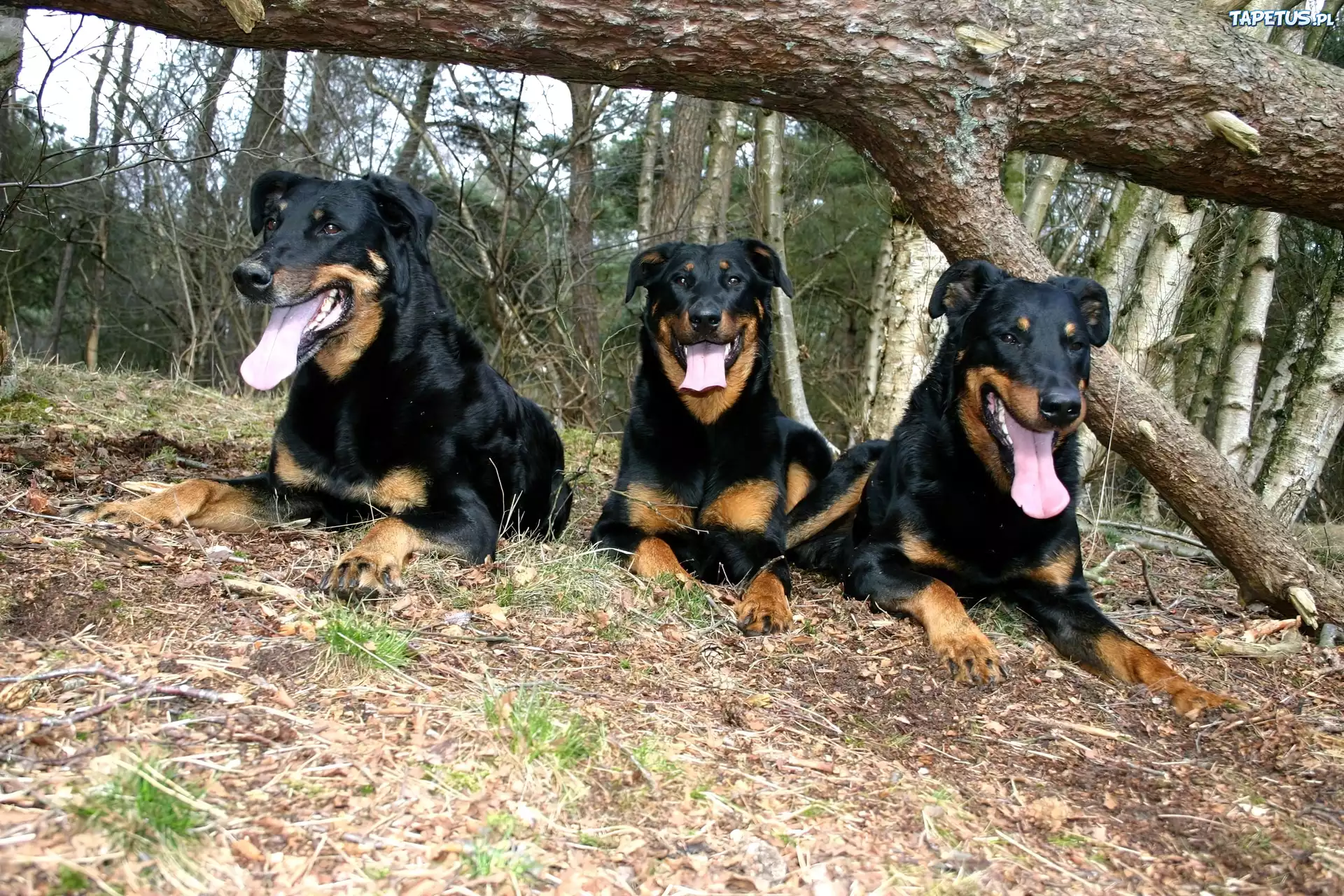 Trzy, Beaucerony, przewrócone, drzewo