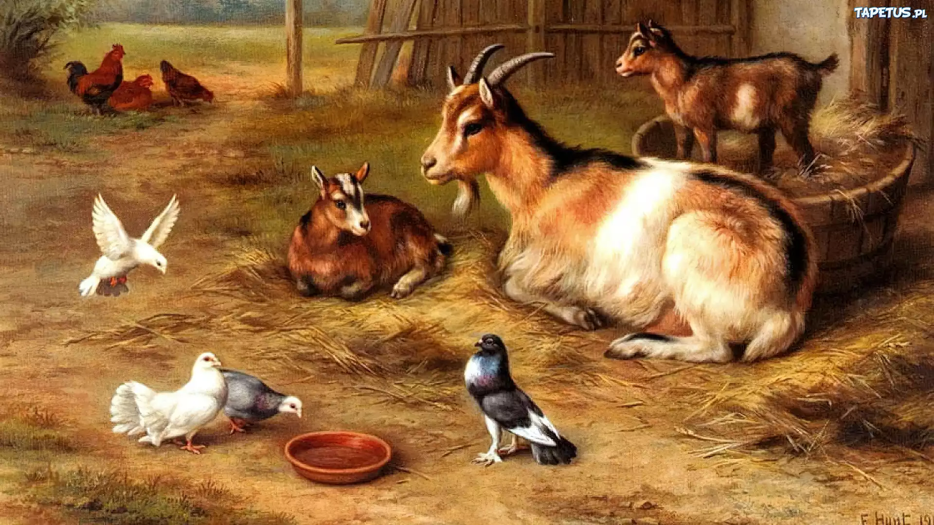 Kozy, Gołębie, Edgar Hunt