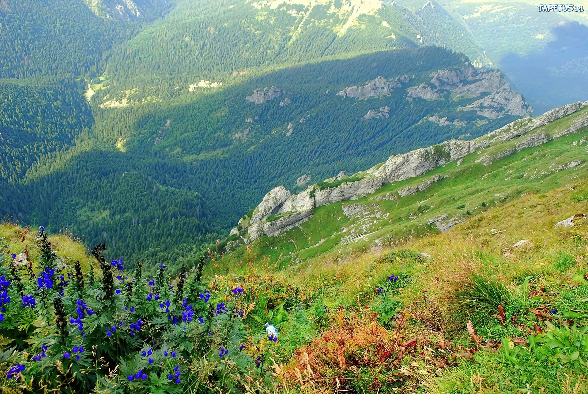 Góry, Lasy, Roślinność, Tatry, Polska