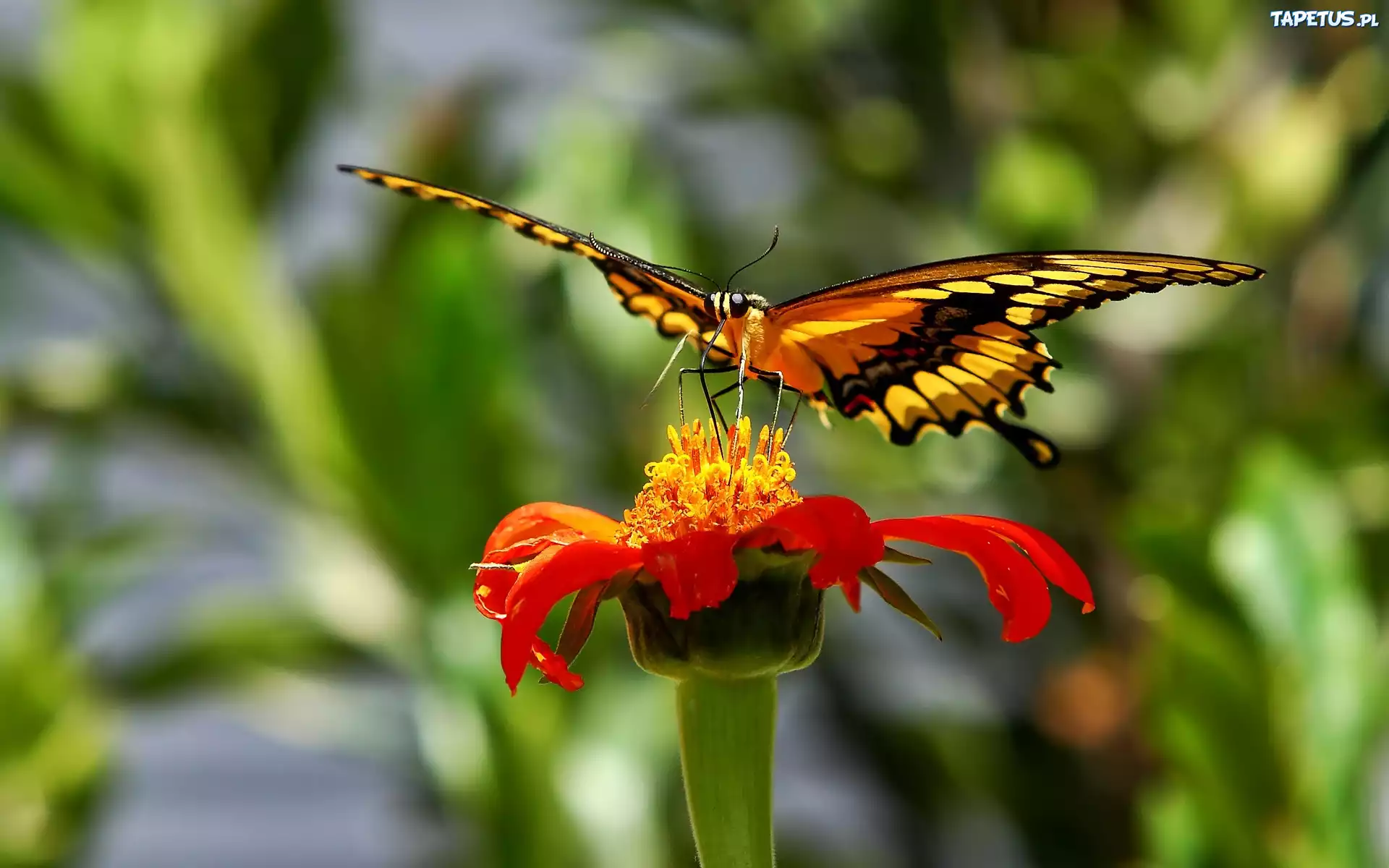 Kwiat, Motyl