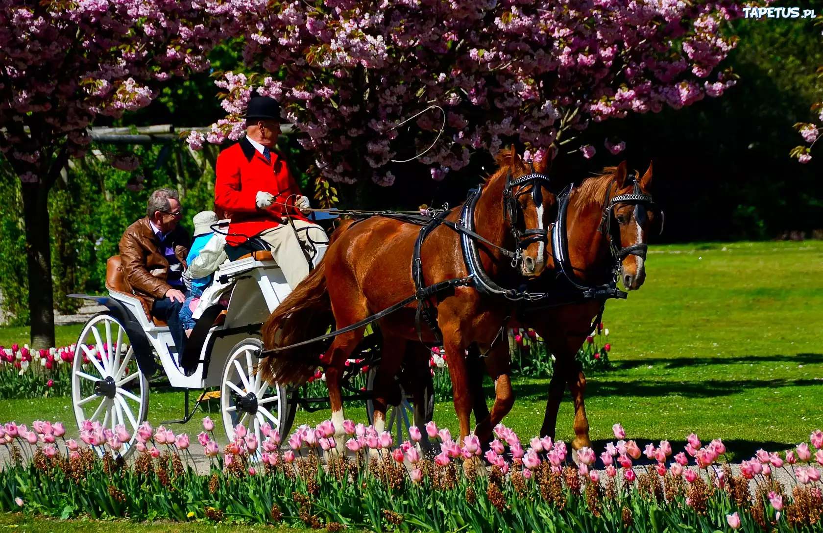 Park, Konie, Bryczka, Tulipany