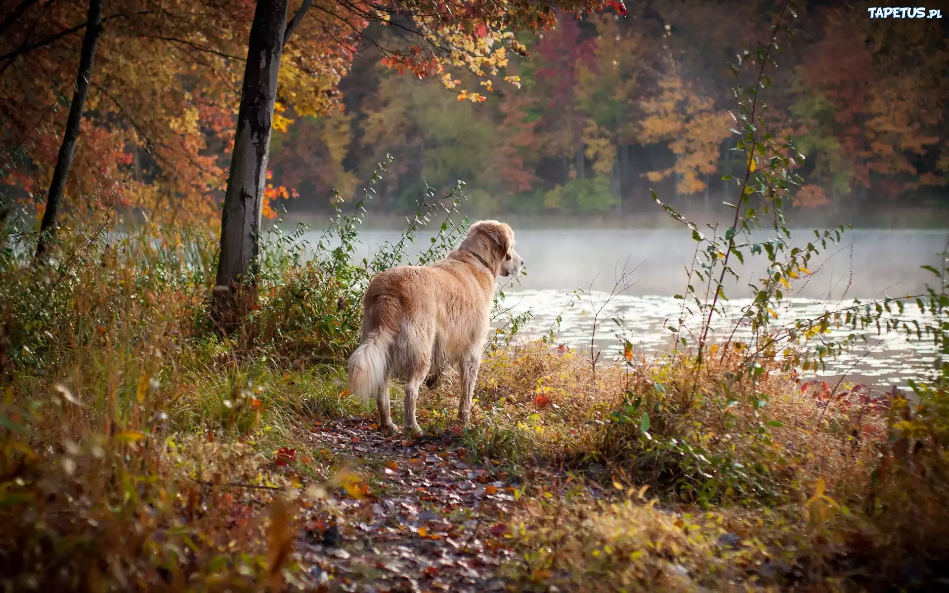 Pies, Rzeka, Las, Jesień, Golden Retriever