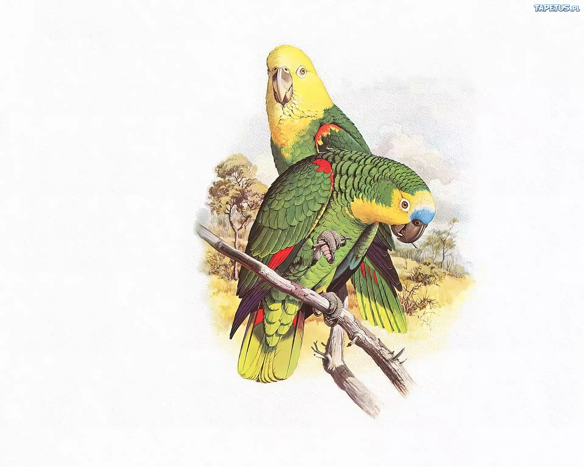 Zielone, Papugi, Żółte, Głowy, Edward Lear