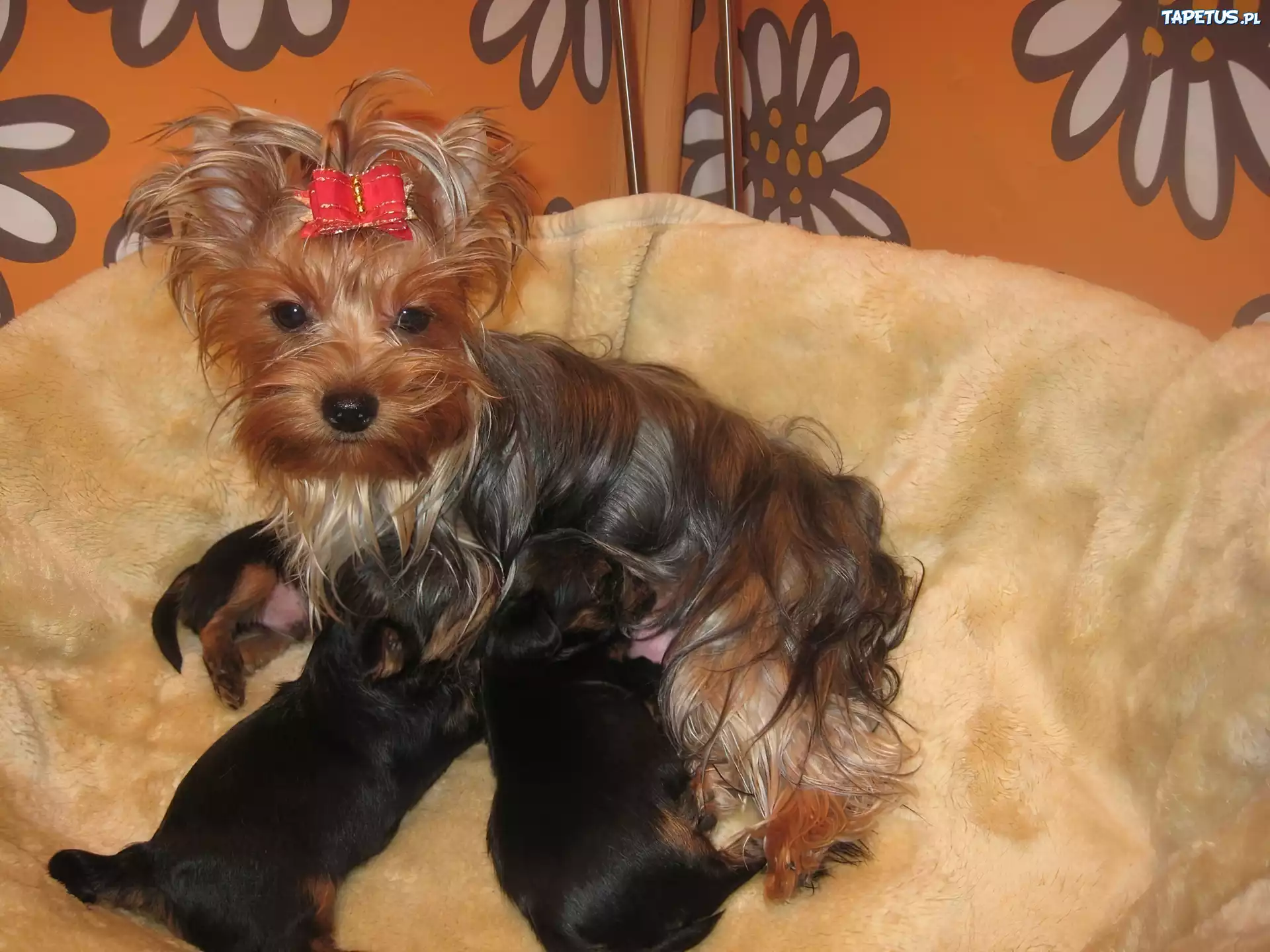 karmiąca, suka, trzy, szczeniaki, Yorkshire Terrier