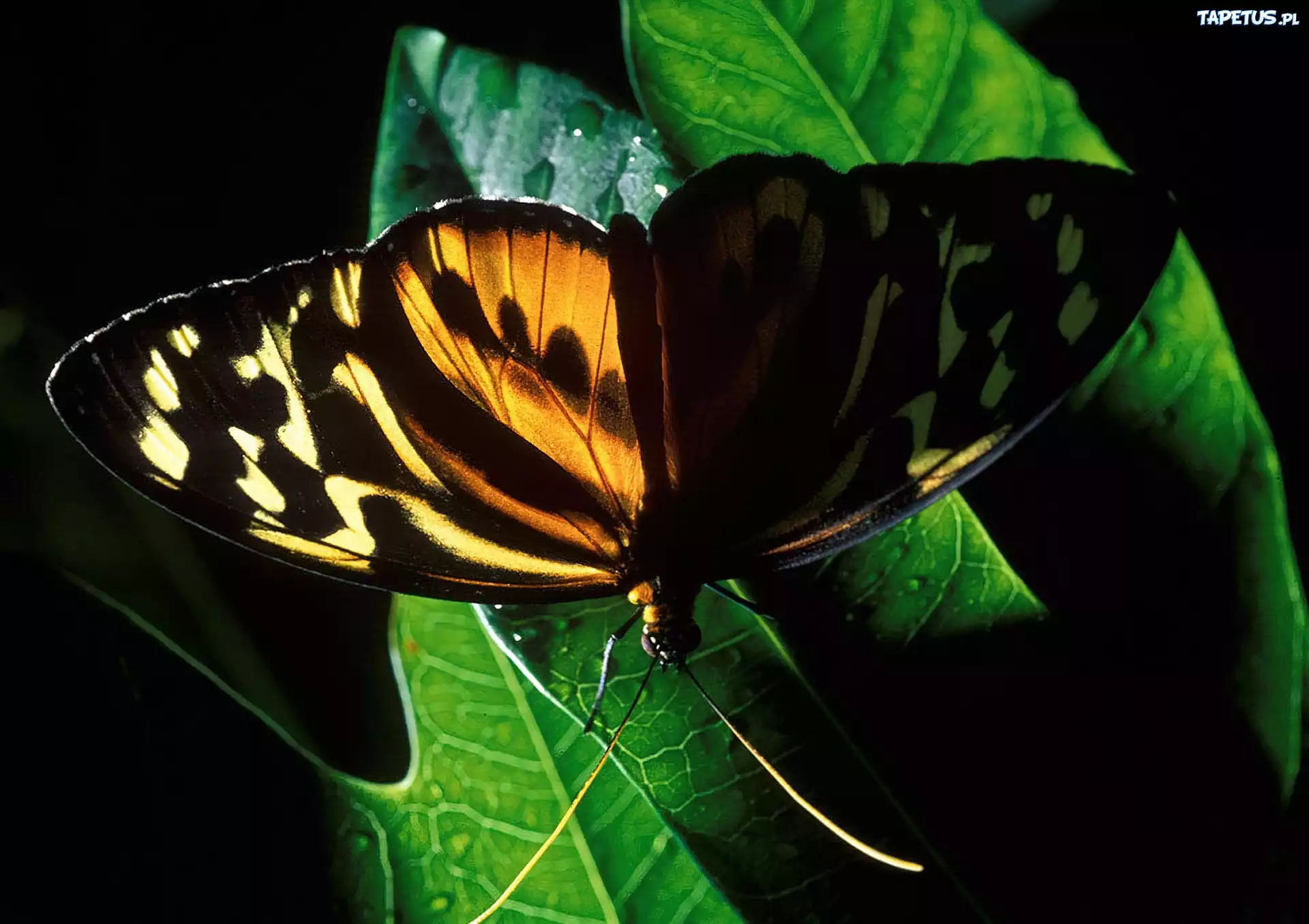 Motyl, Liść