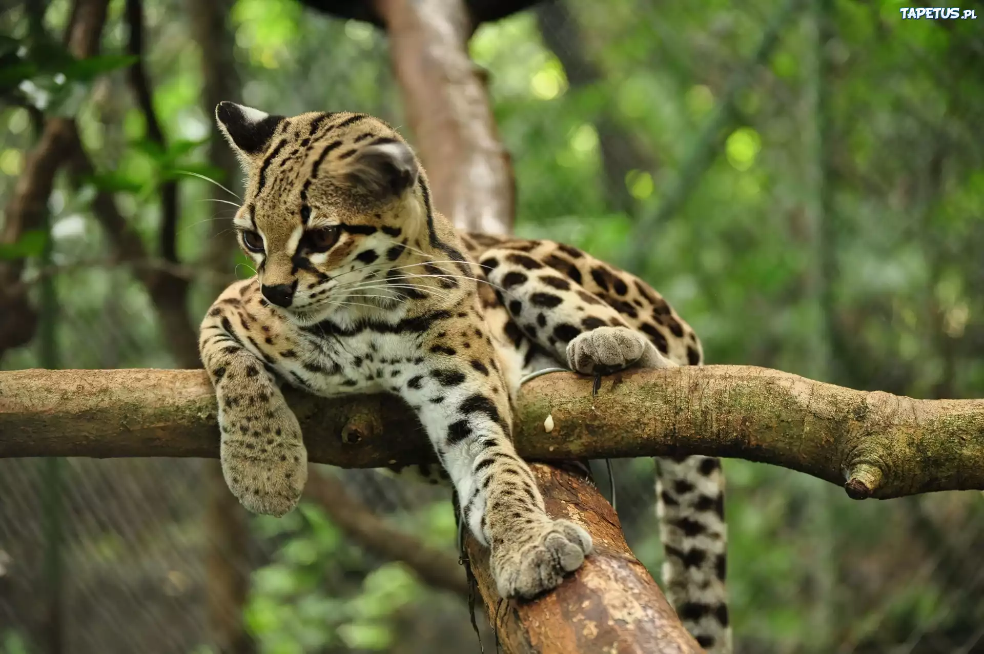 Młody, Kociak, Margay, Drzewo